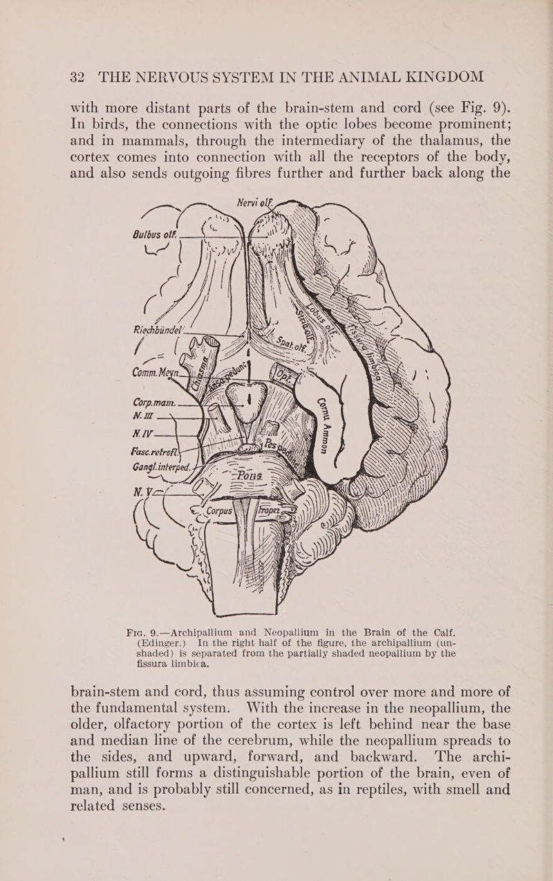 with more distant parts of the brain-stem and cord (see Fig. 9). In birds, the connections with the optic lobes become prominent; and in mammals, through the intermediary of the thalamus, the cortex comes into connection with all the receptors of the body, and also sends outgoing fibres further and further back along the — Nervi ol f. ————- ie ok NSS ( f - ° ty) Sh ‘\ ¢ is Bulbus olf \ Corp.mam. NV. IT NIV } Wi ; . Fc rth = oh Gangl. interged. Yr: oe i oe Pp Bane Fig. 9.—Archipallium and Neopallium in the Brain of the Calf. (Edinger.) In the right half of the figure, the archipallium (un- shaded) is separated from the partially shaded neopallium by the fissura limbica. brain-stem and cord, thus assuming control over more and more of the fundamental system. With the increase in the neopallium, the older, olfactory portion of the cortex is left behind near the base and median line of the cerebrum, while the necpallium spreads to the sides, and upward, forward, and backward. ‘The archi- pallium still forms a distinguishable portion of the brain, even of man, and is probably still concerned, as in reptiles, with smell and related senses.