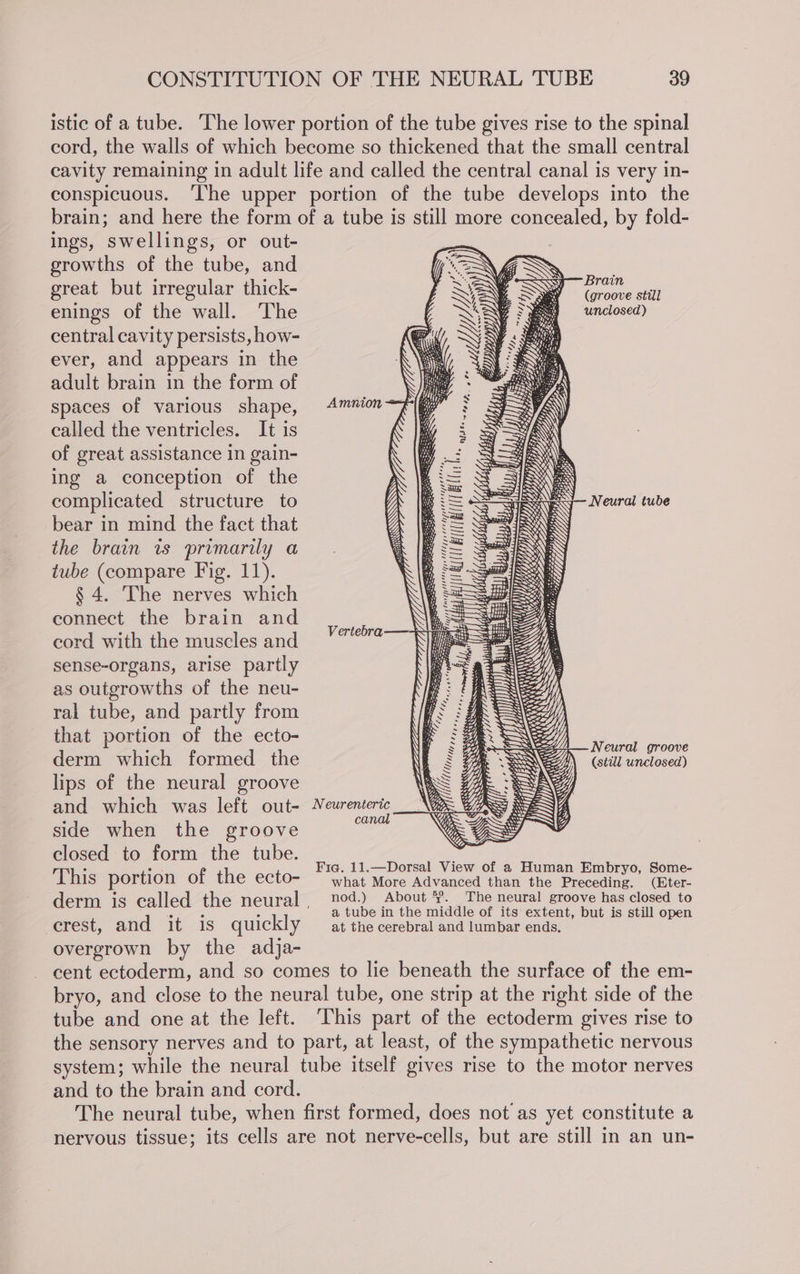 ings, swellings, or out- growths of the tube, and great but irregular thick- enings of the wall. ‘The central cavity persists, how- ever, and appears in the adult brain in the form of spaces of various shape, called the ventricles. It is of great assistance in gain- ing a conception of the complicated structure to bear in mind the fact that the brain is primarily a tube (compare Fig. 11). § 4. The nerves which connect the brain and cord with the muscles and sense-organs, arise partly as outgrowths of the neu- ral tube, and partly from that portion of the ecto- derm which formed the lips of the neural groove and which was left out- side when the groove closed to form the tube. This portion of the ecto- -erest, and it is quickly overgrown by the adja- Brain (groove still unclosed) Amnion Neural tube Wy, Gi ee Vd Mii h eer bow Ss INS —S My Ui eS st egs Vertebra—-® N AU SS eA WY N IN WSS it sd CR °° maeae fl if SSNS 4, WV) SS WSS ; Yy Neural groove SS Z “0 NE WSS ’ +e af eore tetas Hatt AAAS 2558 ragoal 244 DZ . Sig a , &amp; Se canal what More Advanced than the Preceding. nod.) About %. at the cerebral and lumbar ends. tube and one at the left. and to the brain and cord.