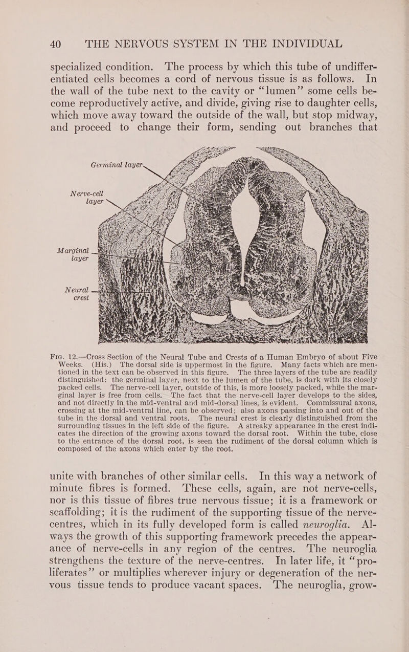specialized condition. ‘The process by which this tube of undiffer- entiated cells becomes a cord of nervous tissue is as follows. In the wall of the tube next to the cavity or “lumen” some cells be- come reproductively active, and divide, giving rise to daughter cells, which move away toward the outside of the wall, but stop midway, and proceed to change their form, sending out branches that Germinal layer Nerve-cell layer Marginal layer Neural crest RE Fic. 12.—Cross Section of the Neural Tube and Crests of a Human Embryo of about Five Weeks. (His.) The dorsal side is uppermost in the figure. Many facts which are men- tioned in the text can be observed in this figure. The three layers of the tube are readily distinguished: the germinal layer, next to the lumen of the tube, is dark with its closely packed cells. The nerve-cell layer, outside of this, is more loosely packed, while the mar- ginal layer is free from cells. The fact that the nerve-cell layer develops to the sides, and not directly in the mid-ventral and mid-dorsal lines, is evident. Commissural axons, crossing at the mid-ventral line, can be observed; also axons passing into and out of the tube in the dorsal and ventral roots. The neural crest is clearly distinguished from the surrounding tissues in the left side of the figure. A streaky appearance in the crest indi- cates the direction of the growing axons toward the dorsal root. Within the tube, close to the entrance of the dorsal root, is seen the rudiment of the dorsal column which is composed of the axons which enter by the root. unite with branches of other similar cells. In this way a network of minute fibres is formed. These cells, again, are not nerve-cells, nor is this tissue of fibres true nervous tissue; it is a framework or scaffolding; it is the rudiment of the supporting tissue of the nerve- centres, which in its fully developed form is called neuroglia. Al- ways the growth of this supporting framework precedes the appear- ance of nerve-cells in any region of the centres. The neuroglia strengthens the texture of the nerve-centres. In later life, it “pro- liferates”? or multiplies wherever injury or degeneration of the ner- vous tissue tends to produce vacant spaces. ‘The neuroglia, grow-