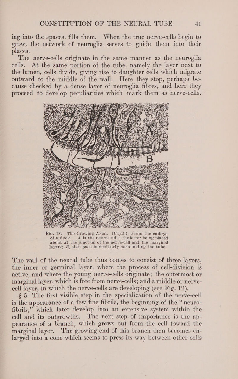 ing into the spaces, fills them. When the true nerve-cells begin to grow, the network of neuroglia serves to guide them into their places. The nerve-cells originate in the same manner as the neuroglia cells. At the same portion of the tube, namely the layer next to the lumen, cells divide, giving rise to daughter cells which migrate outward to the middle of the wall. Here they stop, perhaps be- cause checked by a dense layer of neuroglia fibres, and here they proceed to develop peculiarities which mark them as nerve-cells. TS Ee fm» > se oS: sae, Be Le Fic. 13.—The Growing Axon. (Cajal) From the embryo of a duck. A is the neural tube, theietter being placed about at the junction of the nerve-cell and the marginal layers; B, the space immediately surrounding the tube. The wall of the neural tube thus comes to consist of three layers, the inner or germinal layer, where the process of cell-division is active, and where the young nerve-cells originate; the outermost or marginal layer, which is free from nerve-cells; and a middle or nerve- cell layer, in which the nerve-cells are developing (see Fig. 12). § 5. The first visible step in the specialization of the nerve-cell is the appearance of a few fine fibrils, the beginning of the “neuro- fibrils,’ which later develop into an extensive system within the cell and its outgrowths. ‘The next step of importance is the ap- pearance of a branch, which grows out from the cell toward the marginal layer. The growing end of this branch then becomes en- larged into a cone which seems to press its way between other cells