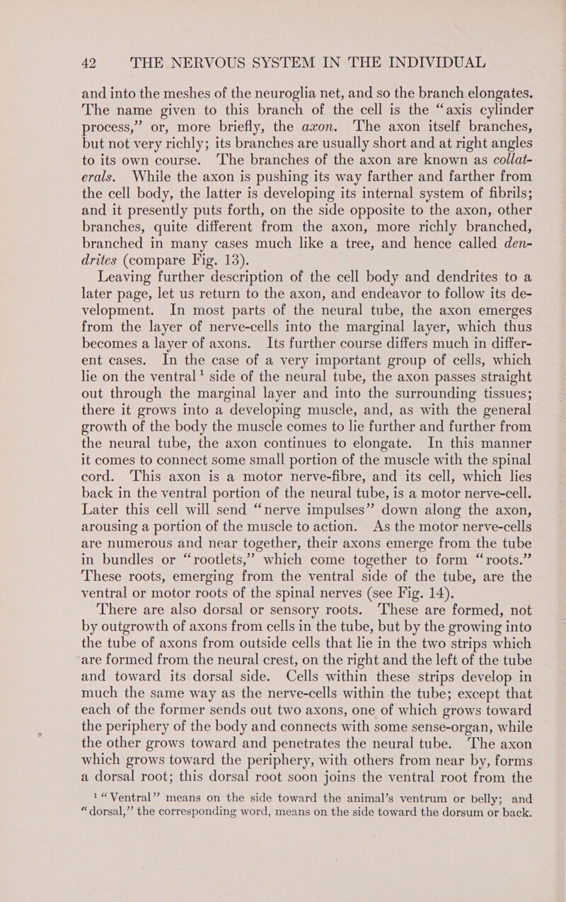 and into the meshes of the neuroglia net, and so the branch elongates. The name given to this branch of the cell is the “axis cylinder process,” or, more briefly, the axon. ‘The axon itself branches, but not very richly; its branches are usually short and at right angles to its own course. ‘The branches of the axon are known as collat- erals. While the axon is pushing its way farther and farther from the cell body, the latter is developing its internal system of fibrils; and it presently puts forth, on the side opposite to the axon, other branches, quite different from the axon, more richly branched, branched in many cases much like a tree, and hence called den- drites (compare Fig. 13). Leaving further description of the cell body and dendrites to a later page, let us return to the axon, and endeavor to follow its de- velopment. In most parts of the neural tube, the axon emerges from the layer of nerve-cells into the marginal layer, which thus becomes a layer of axons. Its further course differs much in differ- ent cases. In the case of a very important group of cells, which lie on the ventral * side of the neural tube, the axon passes straight out through the marginal layer and into the surrounding tissues; there it grows into a developing muscle, and, as with the general growth of the body the muscle comes to lie further and further from the neural tube, the axon continues to elongate. In this manner it comes to connect some small portion of the muscle with the spinal cord. ‘This axon is a motor nerve-fibre, and its cell, which lies back in the ventral portion of the neural tube, is a motor nerve-cell. Later this cell will send “nerve impulses” down along the axon, arousing a portion of the muscle to action. As the motor nerve-cells are numerous and near together, their axons emerge from the tube in bundles or “rootlets,” which come together to form “roots.” These roots, emerging from the ventral side of the tube, are the ventral or motor roots of the spinal nerves (see Fig. 14). There are also dorsal or sensory roots. ‘These are formed, not by outgrowth of axons from cells in the tube, but by the growing into the tube of axons from outside cells that lie in the two strips which are formed from the neural crest, on the right and the left of the tube and toward its dorsal side. Cells within these strips develop in much the same way as the nerve-cells within the tube; except that each of the former sends out two axons, one of which grows toward the periphery of the body and connects with some sense-organ, while the other grows toward and penetrates the neural tube. The axon which grows toward the periphery, with others from near by, forms a dorsal root; this dorsal root soon joins the ventral root from the 1 “Ventral”? means on the side toward the animal’s ventrum or belly; and “ dorsal,’”’ the corresponding word, means on the side toward the dorsum or back.