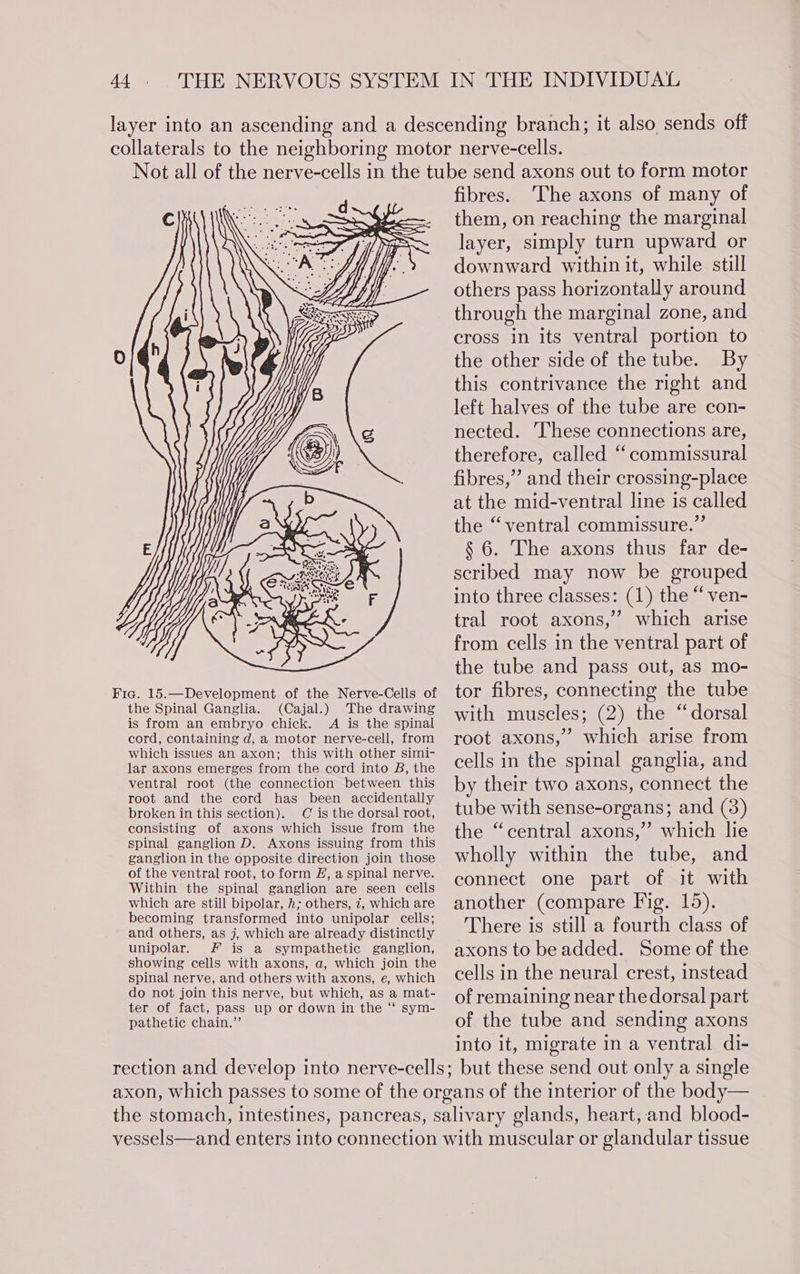 Fig. 15.—Development of the Nerve-Cells of the Spinal Ganglia. (Cajal.) The drawing is from an embryo chick. A is the spinal cord, containing d, a motor nerve-cell, from which issues an axon; this with other simi- lar axons emerges from the cord into B, the ventral root (the connection between this root and the cord has been accidentally broken in this section). C is the dorsal root, consisting of axons which issue from the spinal ganglion D. Axons issuing from this ganglion in the opposite direction join those of the ventral root, to form H, a spinal nerve. Within the spinal ganglion are seen cells which are still bipolar, h; others, 7, which are becoming transformed into unipolar cells; and others, as j, which are already distinctly unipolar. F is a sympathetic ganglion, showing cells with axons, a, which join the spinal nerve, and others with axons, e, which do not join this nerve, but which, as a mat- ter of fact, pass up or down in the “ sym- pathetic chain.”’ fibres. ‘The axons of many of them, on reaching the marginal layer, simply turn upward or downward within it, while still others pass horizontally around through the marginal zone, and cross in its ventral portion to the other side of the tube. By this contrivance the right and left halves of the tube are con- nected. These connections are, therefore, called ‘ commissural fibres,” and their crossing-place at the mid-ventral line is called the “ventral commissure.” § 6. The axons thus far de- scribed may now be grouped into three classes: (1) the “ven- tral root axons,” which arise from cells in the ventral part of the tube and pass out, as mo- tor fibres, connecting the tube with muscles; (2) the “dorsal root axons,” which arise from cells in the spinal ganglia, and by their two axons, connect the tube with sense-organs; and (3) the “central axons,” which lie wholly within the tube, and connect one part of it with another (compare Fig. 15). There is still a fourth class of axons to be added. Some of the cells in the neural crest, instead of remaining near the dorsal part of the tube and sending axons into it, migrate in a ventral di-