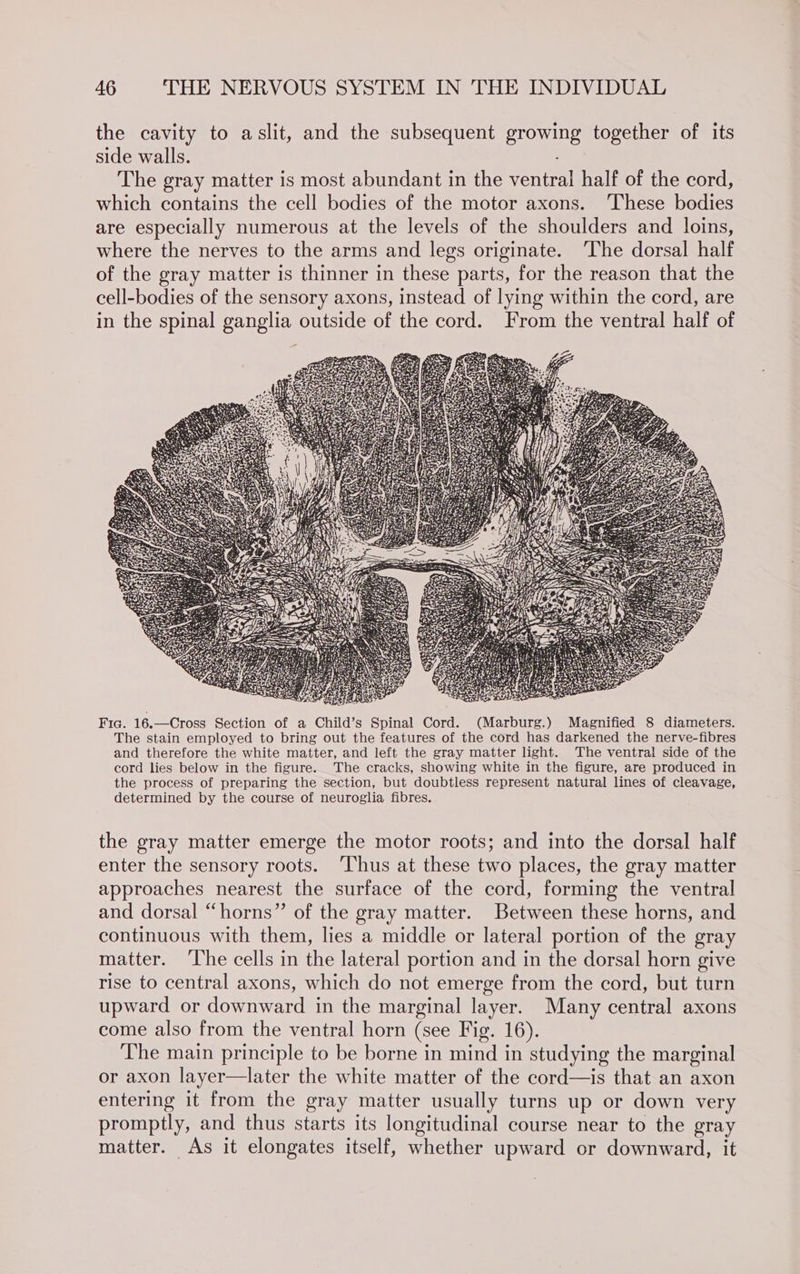the cavity to aslit, and the subsequent growing together of its side walls. The gray matter is most abundant in the ventral half of the cord, which contains the cell bodies of the motor axons. ‘These bodies are especially numerous at the levels of the shoulders and loins, where the nerves to the arms and legs originate. ‘The dorsal half of the gray matter is thinner in these parts, for the reason that the cell-bodies of the sensory axons, instead of lying within the cord, are in the spinal ganglia outside of the cord. From the ventral half of Fia. 16.—Cross Section of a Child’s Spinal Cord. (Marburg.) Magnified 8 diameters. The stain employed to bring out the features of the cord has darkened the nerve-fibres and therefore the white matter, and left the gray matter light. The ventral side of the cord lies below in the figure. The cracks, showing white in the figure, are produced in the process of preparing the section, but doubtless represent natural lines of cleavage, determined by the course of neuroglia fibres. the gray matter emerge the motor roots; and into the dorsal half enter the sensory roots. ‘Thus at these two places, the gray matter approaches nearest the surface of the cord, forming the ventral and dorsal “horns” of the gray matter. Between these horns, and continuous with them, lies a middle or lateral portion of the gray matter. ‘The cells in the lateral portion and in the dorsal horn give rise to central axons, which do not emerge from the cord, but turn upward or downward in the marginal layer. Many central axons come also from the ventral horn (see Fig. 16). The main principle to be borne in mind in studying the marginal or axon layer—later the white matter of the cord—is that an axon entering it from the gray matter usually turns up or down very promptly, and thus starts its longitudinal course near to the gray matter. As it elongates itself, whether upward or downward, it