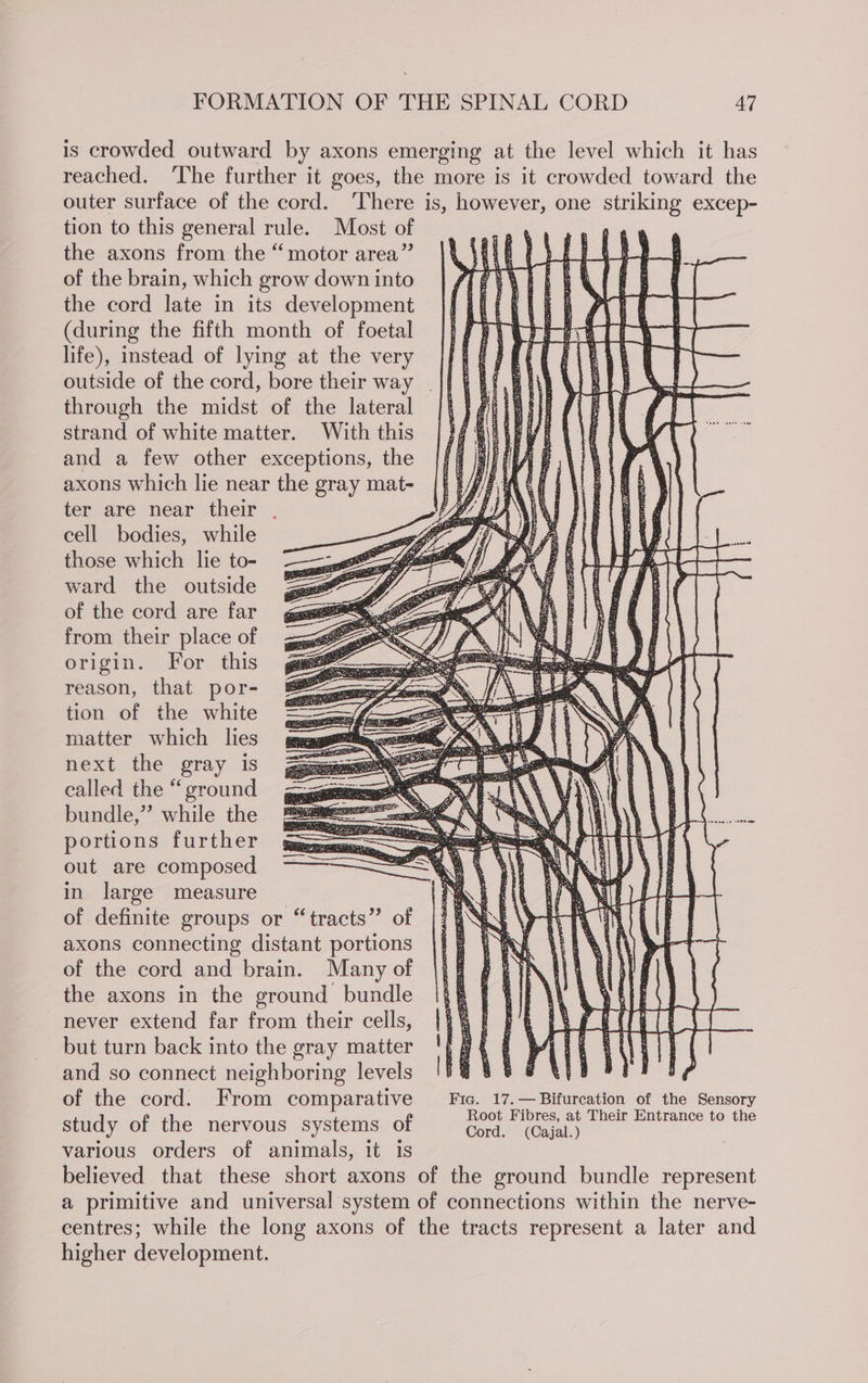is crowded outward by axons emerging at the level which it has reached. ‘The further it goes, the more is it crowded toward the outer surface of the cord. ‘There is, however, one striking excep- tion to this general rule. Most of ) the axons from the “motor area” of the brain, which grow down into the cord late in its development (during the fifth month of foetal life), instead of lying at the very || outside of the cord, bore their way _|j through the midst of the lateral || strand of white matter. With this and a few other exceptions, the axons which lie near the gray mat- ter are near their . cell bodies, while those which le to- ward the outside of the cord are far from their place of origin. For this reason, that por- tion of the white matter which lies next the gray is ealled the “ground bundle,” while the portions further out are composed in large measure of definite groups or “tracts” of axons connecting distant portions of the cord and brain. Many of the axons in the ground bundle never extend far from their cells, but turn back into the gray matter and so connect neighboring levels ‘1B BES WEB FEF by of the cord. From comparative Fic. 17.—Bifurcation of the Sensory study of the nervous systems of ks ea ala Raa various orders of animals, it is believed that these short axons of the ground bundle represent a primitive and universal system of connections within the nerve- eentres; while the long axons of the tracts represent a later and higher development.