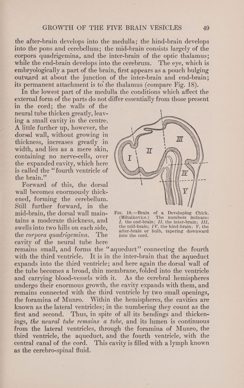 the after-brain develops into the medulla; the hind-brain develops into the pons and cerebellum; the mid-brain consists largely of the corpora quadrigemina, and the inter-brain of the optic thalamus; while the end-brain develops into the cerebrum. The eye, which is embryologically a part of the brain, first appears as a pouch bulging outward at about the junction of the inter-brain and end-brain; its permanent attachment is to the thalamus (compare Fig. 18). In the lowest part of the medulla the conditions which affect the external form of the parts do not differ essentially from those present in the cord; the walls of the neural tube thicken greatly, leav- ing a small cavity in the centre. A little further up, however, the dorsal wall, without growing in thickness, increases greatly in width, and lies as a mere skin, containing no nerve-cells, over the expanded cavity, which here is called the “fourth ventricle of the brain.” Forward of this, the dorsal wall becomes enormously thick- ened, forming the cerebellum. Still further forward, in the mid-brain, the dorsal wall main- Fie. 18.—Brain of a Developing Chick. : : (Mihalkevies.) The numbers indicate: tains a moderate thickness, and I, the end-brain; JJ, the inter-brain; JJ, Seeus mto two hillson each side; “te mic ee 1Y. the hind-bram, Vy the f a after-brain or bulb, tapering downward the corpora quadrigemina. ‘The _ into the cord. cavity of the neural tube here remains small, and forms the “aqueduct” connecting the fourth with the third ventricle. It is in the inter-brain that the aqueduct expands into the third ventricle; and here again the dorsal wall of the tube becomes a broad, thin membrane, folded into the ventricle and carrying blood-vessels with it. As the cerebral hemispheres undergo their enormous growth, the cavity expands with them, and _ remains connected with the third ventricle by two small openings, the foramina of Munro. Within the hemispheres, the cavities are known as the lateral ventricles; in the numbering they count as the first and second. ‘Thus, in spite of all its bendings and thicken- ings, the neural tube remains a tube, and its lumen is continuous from the lateral ventricles, through the foramina of Munro, the third ventricle, the aqueduct, and the fourth ventricle, with the central canal of the cord. ‘This cavity is filled with a lymph known as the cerebro-spinal fluid.