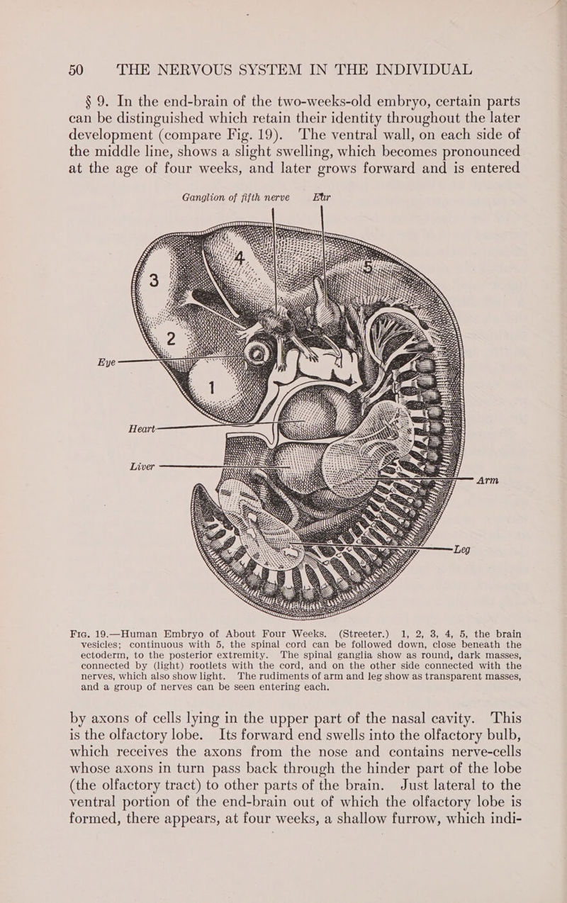 § 9. In the end-brain of the two-weeks-old embryo, certain parts can be distinguished which retain their identity throughout the later development (compare Fig. 19). ‘The ventral wall, on each side of the middle line, shows a slight swelling, which becomes pronounced at the age of four weeks, and later grows forward and is entered Eye Fic. 19.—Human Embryo of About Four Weeks. (Streeter.) 1, 2, 3, 4, 5, the brain vesicles; continuous with 5, the spinal cord can be followed down, close beneath the ectoderm, to the posterior extremity. The spinal ganglia show as round, dark masses, connected by (light) rootlets with the cord, and on the other side connected with the nerves, which also show light. The rudiments of arm and leg show as transparent masses, and a group of nerves can be seen entering each. by axons of cells lying in the upper part of the nasal cavity. This is the olfactory lobe. Its forward end swells into the olfactory bulb, which receives the axons from the nose and contains nerve-cells whose axons in turn pass back through the hinder part of the lobe (the olfactory tract) to other parts of the brain. Just lateral to the ventral portion of the end-brain out of which the olfactory lobe is formed, there appears, at four weeks, a shallow furrow, which indi-