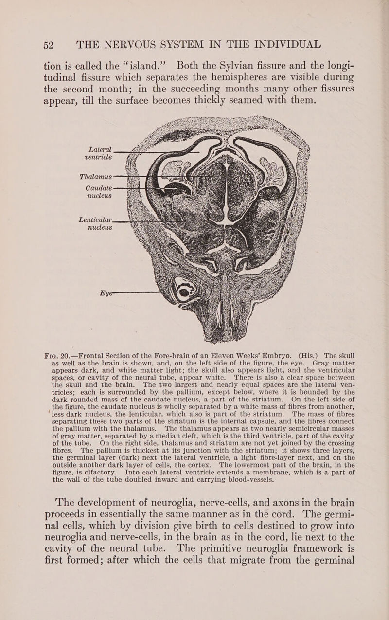 tion is called the “island.” Both the Sylvian fissure and the longi- tudinal fissure which separates the hemispheres are visible during the second month; in the succeeding months many other fissures appear, till the surface becomes thickly seamed with them. Lateral ventricle Thalamus Caudate nucleus Lenticular. nucleus Fia. 20.—Frontal Section of the Fore-brain of an Eleven Weeks’ Embryo. (His.) The skull as well as the brain is shown, and, on the left side of the figure, the eye. Gray matter appears dark, and white matter light; the skull also appears light, and the ventricular spaces, or cavity of the neural tube, appear white. There is also a clear space between the skull and the brain. The two largest and nearly equal spaces are the lateral ven- tricles; each is surrounded by the pallium, except below, where it is bounded by the dark rounded mass of the caudate nucleus, a part of the striatum. On the left side of the figure, the caudate nucleus is wholly separated by a white mass of fibres from another, “less dark nucleus, the lenticular, which also is part of the striatum. The mass of fibres separating these two parts of the striatum is the internal capsule, and the fibres connect the pallium with the thalamus. The thalamus appears as two nearly semicircular masses of gray matter, separated by a median cleft, which is the third ventricle, part of the cavity of the tube. On the right side, thalamus and striatum are not yet joined by the crossing fibres. The pallium is thickest at its junction with the striatum; it shows three layers, the germinal layer (dark) next the lateral ventricle, a light fibre-layer next, and on the outside another dark layer of cells, the cortex. The lowermost part of the brain, in the figure, is olfactory. Into each lateral ventricle extends a membrane, which is a part of the wall of the tube doubled inward and carrying blood-vessels. The development of neuroglia, nerve-cells, and axons in the brain proceeds in essentially the same manner as in the cord. The germi- nal cells, which by division give birth to cells destined to grow into neuroglia and nerve-cells, in the brain as in the cord, lie next to the cavity of the neural tube. ‘The primitive neuroglia framework is first formed; after which the cells that migrate from the germinal