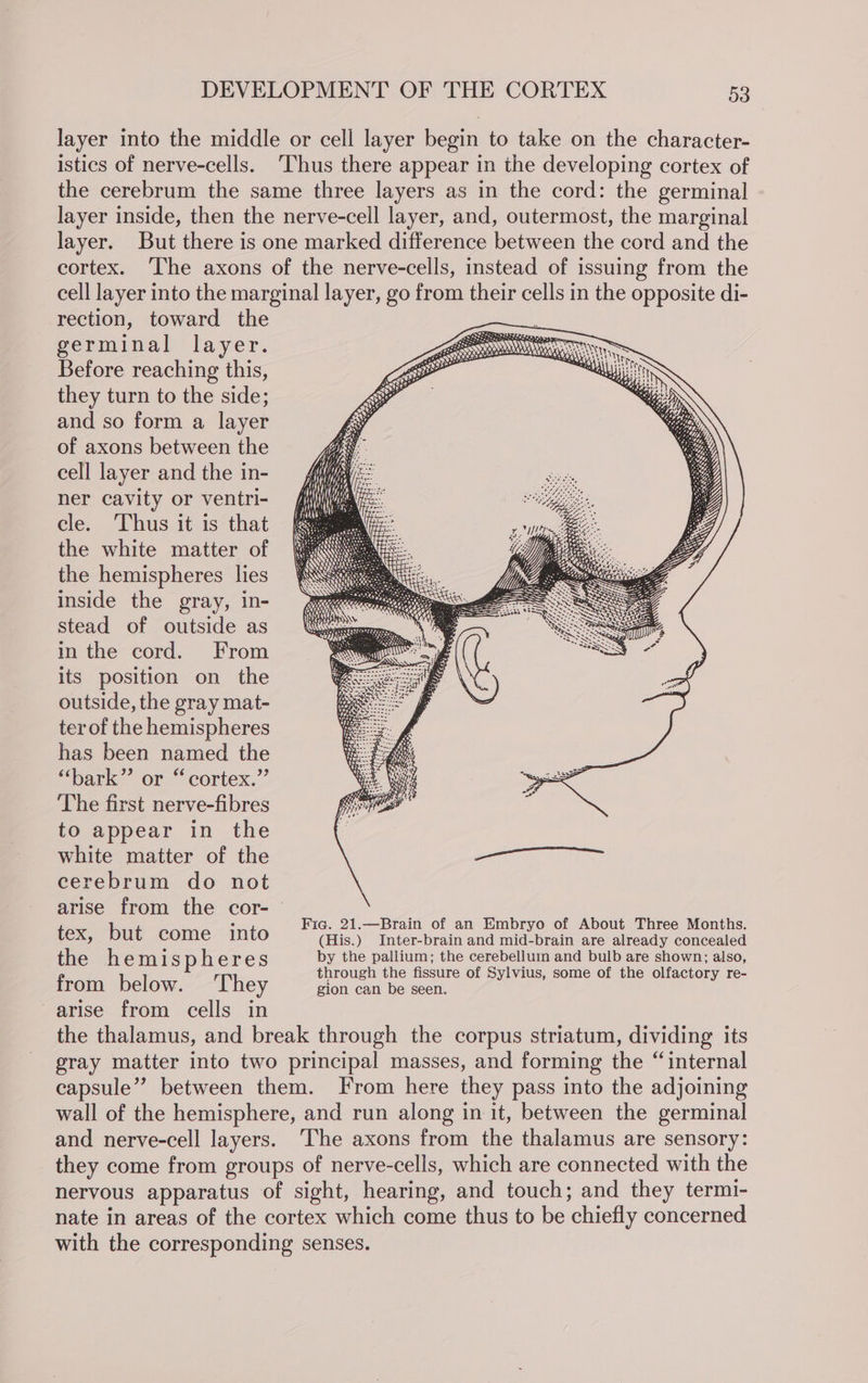 layer into the middle or cell layer begin to take on the character- istics of nerve-cells. ‘Thus there appear in the developing cortex of the cerebrum the same three layers as in the cord: the germinal layer inside, then the nerve-cell layer, and, outermost, the marginal layer. But there is one marked difference between the cord and the cortex. ‘The axons of the nerve-cells, instead of issuing from the cell layer into the marginal layer, go from their cells in the opposite di- rection, toward the germinal layer. Before reaching this, they turn to the side; and so form a layer of axons between the cell layer and the in- ner cavity or ventri- cle. Thus it is that the white matter of the hemispheres lies inside the gray, in- stead of outside as in the cord. From its position on the outside, the gray mat- ter of the hemispheres has been named the “Dark: “or. “cortex.” The first nerve-fibres to appear in the white matter of the cerebrum do not arise from the cor-— : Fig. 21.—Brain of an Embryo of About Three Months. tex, but ols into (His.) Inter-brain and mid-brain are already concealed the hemis Pp heres by the pallium; the cerebellum and bulb are shown; also, through the fissure of Sylvius, some of the olfactory re- They 7 from_ below. gion can be seen, arise from cells in the thalamus, and break through the corpus striatum, dividing its gray matter into two principal masses, and forming the “internal capsule” between them. From here they pass into the adjoining wall of the hemisphere, and run along in it, between the germinal and nerve-cell layers. ‘The axons from the thalamus are sensory: they come from groups of nerve-cells, which are connected with the nervous apparatus of sight, hearing, and touch; and they termi- nate in areas of the cortex which come thus to be chiefly concerned with the corresponding senses.