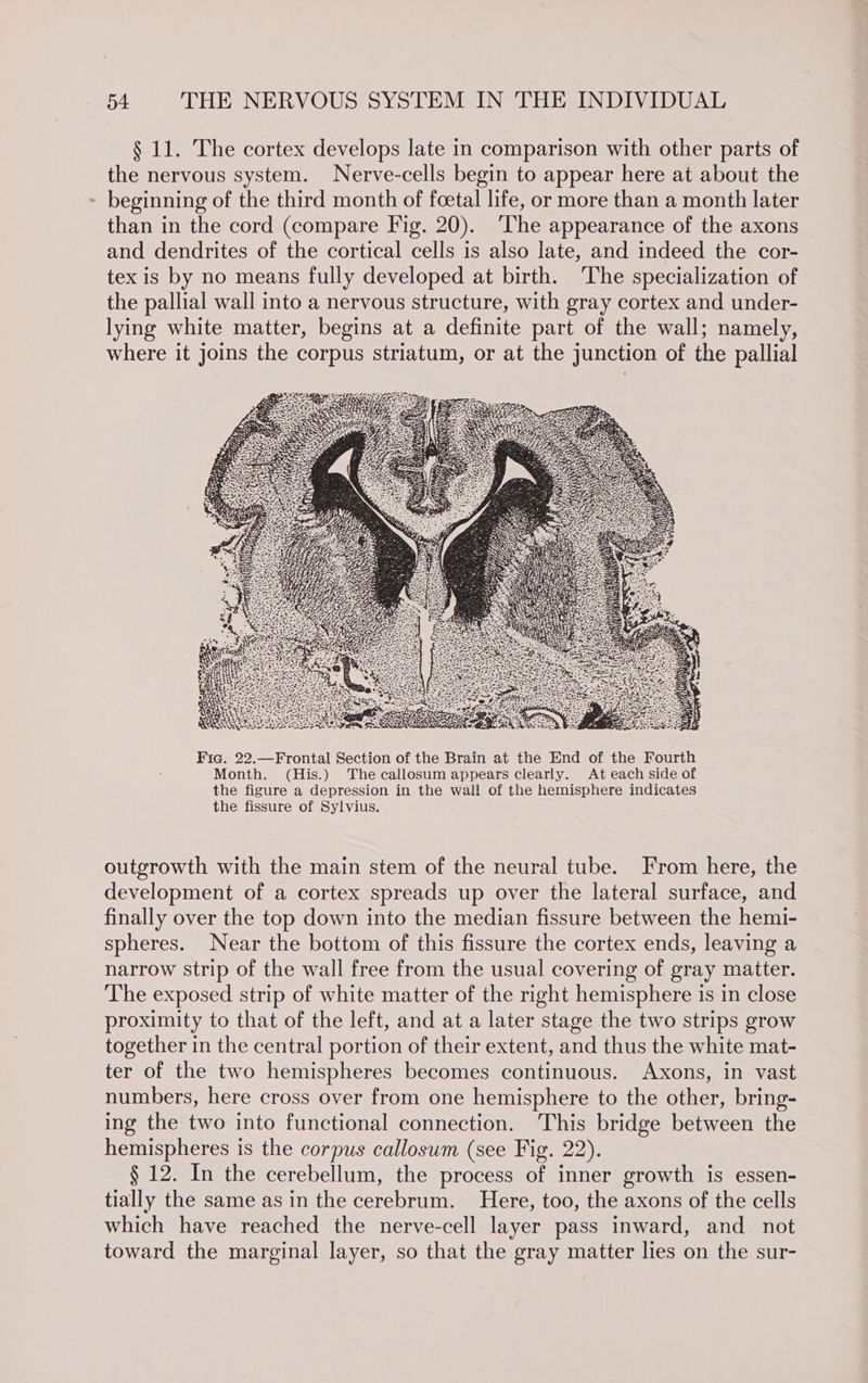 § 11. The cortex develops late in comparison with other parts of the nervous system. Nerve-cells begin to appear here at about the - beginning of the third month of foetal life, or more than a month later than in the cord (compare Fig. 20). The appearance of the axons and dendrites of the cortical cells is also late, and indeed the cor- tex is by no means fully developed at birth. ‘The specialization of the pallial wall into a nervous structure, with gray cortex and under- lying white matter, begins at a definite part of the wall; namely, where it joins the corpus striatum, or at the junction of the pallial outgrowth with the main stem of the neural tube. From here, the development of a cortex spreads up over the lateral surface, and finally over the top down into the median fissure between the hemi- spheres. Near the bottom of this fissure the cortex ends, leaving a narrow strip of the wall free from the usual covering of gray matter. The exposed strip of white matter of the right hemisphere is in close proximity to that of the left, and at a later stage the two strips grow together in the central portion of their extent, and thus the white mat- ter of the two hemispheres becomes continuous. Axons, in vast numbers, here cross over from one hemisphere to the other, bring- ing the two into functional connection. This bridge between the hemispheres is the corpus callosum (see Fig. 22). § 12. In the cerebellum, the process of inner growth is essen- tially the same as in the ~sveaNyatais. Here, too, the axons of the cells which have reached the nerve-cell layer pass inward, and_ not toward the marginal layer, so that the gray matter lies on the sur-