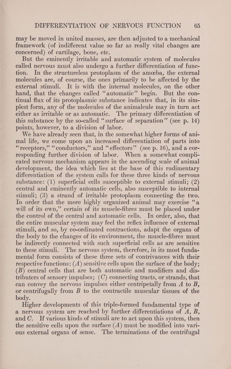 may be moved in united masses, are then adjusted to a mechanical framework (of indifferent value so far as really vital changes are concerned) of cartilage, bone, ete. But the eminently irritable and automatic system of molecules called nervous must also undergo a further differentiation of func- tion. In the structureless protoplasm of the amoeba, the external molecules are, of course, the ones primarily to be affected by the external stimuli. It is with the internal molecules, on the other hand, that the changes called “automatic” begin. But the con- tinual flux of its protoplasmic substance indicates that, in its sim- plest form, any of the molecules of the animalcule may in turn act either as irritable or as automatic. ‘The primary differentiation of this substance by the so-called “surface of separation” (see p. 14) points, however, to a division of labor. We have already seen that, in the somewhat higher forms of ani- mal life, we come upon an increased differentiation of parts into “receptors,” “conductors,” and “effectors” (see p. 16), and a cor- responding further division of labor. When a somewhat compli- cated nervous mechanism appears in the ascending scale of animal development, the idea which lies at the base of this rudimentary differentiation of the system calls for these three kinds of nervous substance: (1) superficial cells susceptible to external stimuli; (2) central and eminently automatic cells, also susceptible to internal stimuli; (3) a strand of irritable protoplasm connecting the two. In order that the more highly organized animal may exercise “a will of its own,” certain of its muscle-fibres must be placed under the control of the central and automatic cells. In order, also, that the entire muscular system may feel the reflex influence of external stimuli, and so, by co-ordinated contractions, adapt the organs of the body to the changes of its environment, the muscle-fibres must be indirectly connected with such superficial cells as are sensitive to these stimuli. ‘The nervous system, therefore, in its most funda- mental form consists of these three sets of contrivances with their respective functions: (A) sensitive cells upon the surface of the body; (B) central cells that are both automatic and modifiers and dis- tributers of sensory impulses; (C) connecting tracts, or strands, that can convey the nervous impulses either centripetally from A to B, or centrifugally from B to the contractile muscular tissues of the body. Bigtes developments of this triple-formed fundamental type of a nervous system are reached by further differentiations of A, B, and C’. If various kinds of stimuli are to act upon this system, then the sensitive cells upon the surface (A) must be modified into vari- ous external organs of sense. ‘The terminations of the centrifugal