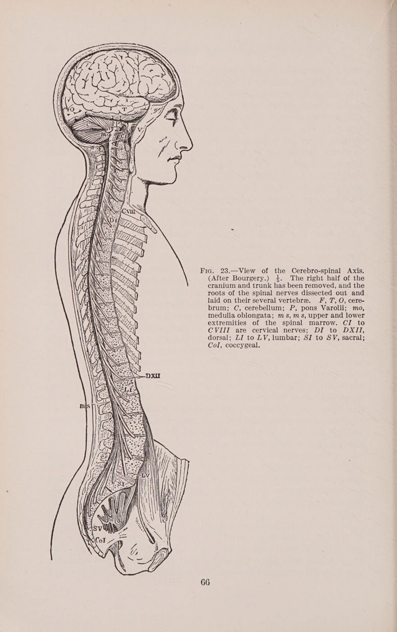 Fic. 23.—View of the Cerebro-spinal Axis. (After Bourgery.) %. The right half of the cranium and trunk has been removed, and the roots of the spinal nerves dissected out and laid on their several vertebre. fF, 7, O, cere- brum; C, cerebellum; P, pons Varolii; mo, medulla oblongata; ms, ms, upper and lower extremities of the spinal marrow. CI to CVIII are cervical nerves; DI to DXII, dorsal; LI to LV, lumbar; SI to SV, sacral; Col, coccygeal. ice