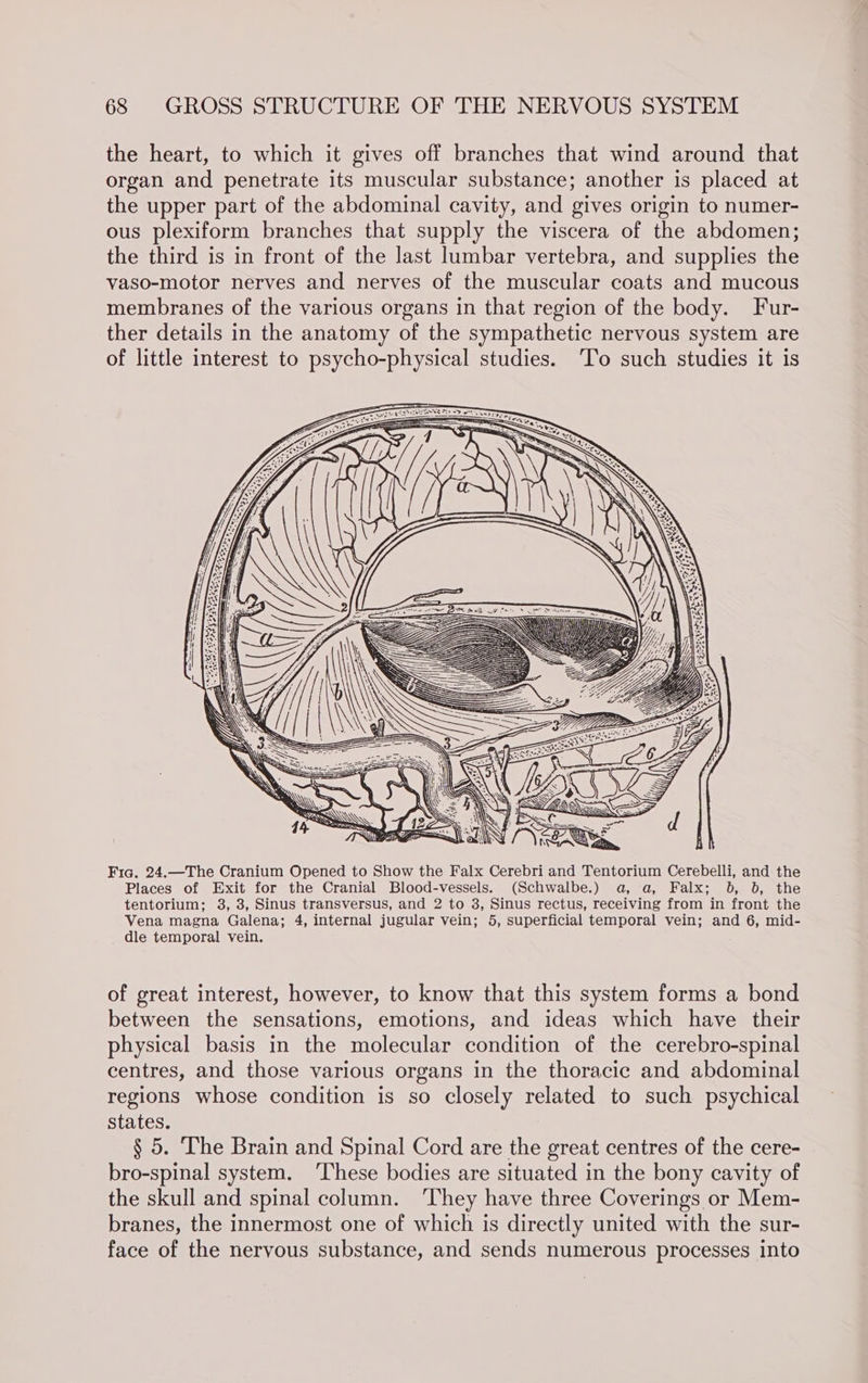 the heart, to which it gives off branches that wind around that organ and penetrate its muscular substance; another is placed at the upper part of the abdominal cavity, and gives origin to numer- ous plexiform branches that supply the viscera of the abdomen; the third is in front of the last lumbar vertebra, and supplies the vaso-motor nerves and nerves of the muscular coats and mucous membranes of the various organs in that region of the body. Fur- ther details in the anatomy of the sympathetic nervous system are of little interest to psycho-physical studies. 'To such studies it is a a (3 SAEZ 04, ry 7 AS FO 5 wy mabe WU SeEE: A \ ee ATS a) i Fia. 24.—The Cranium Opened to Show the Falx Cerebri and Tentorium Cerebelli, and the Places of Exit for the Cranial Blood-vessels. (Schwalbe.) a, a, Falx; 06, 6, the tentorium; 3, 3, Sinus transversus, and 2 to 3, Sinus rectus, receiving from in front the Vena magna Galena; 4, internal jugular vein; 5, superficial temporal vein; and 6, mid- dle temporal vein. of great interest, however, to know that this system forms a bond between the sensations, emotions, and ideas which have their physical basis in the molecular condition of the cerebro-spinal centres, and those various organs in the thoracic and abdominal regions whose condition is so closely related to such psychical states. § 5. The Brain and Spinal Cord are the great centres of the cere- bro-spinal system. ‘These bodies are situated in the bony cavity of the skull and spinal column. ‘They have three Coverings or Mem- branes, the innermost one of which is directly united with the sur- face of the nervous substance, and sends numerous processes into
