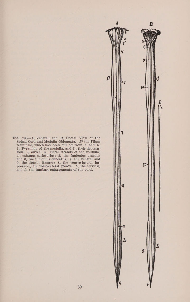 Fia. 25.—A, Ventral, and B, Dorsal, View of the Spinal Cord and Medulla Obiongata. 5B! the Filum terminale, which has been cut off from A and B. i, Pyramids of the medulla, and 1!, their decussa- tion; 2, olives; 3, lateral strands of the medulla; 41, calamus scriptorius; 5, the funiculus gracilis; and 6, the funiculus cuneatus; 7, the ventral and 9, the dorsal, fissures; 8, the ventro-lateral im- pression; 10, dorso-lateral groove. C, the cervical, and LZ, the lumbar, enlargements of the cord.
