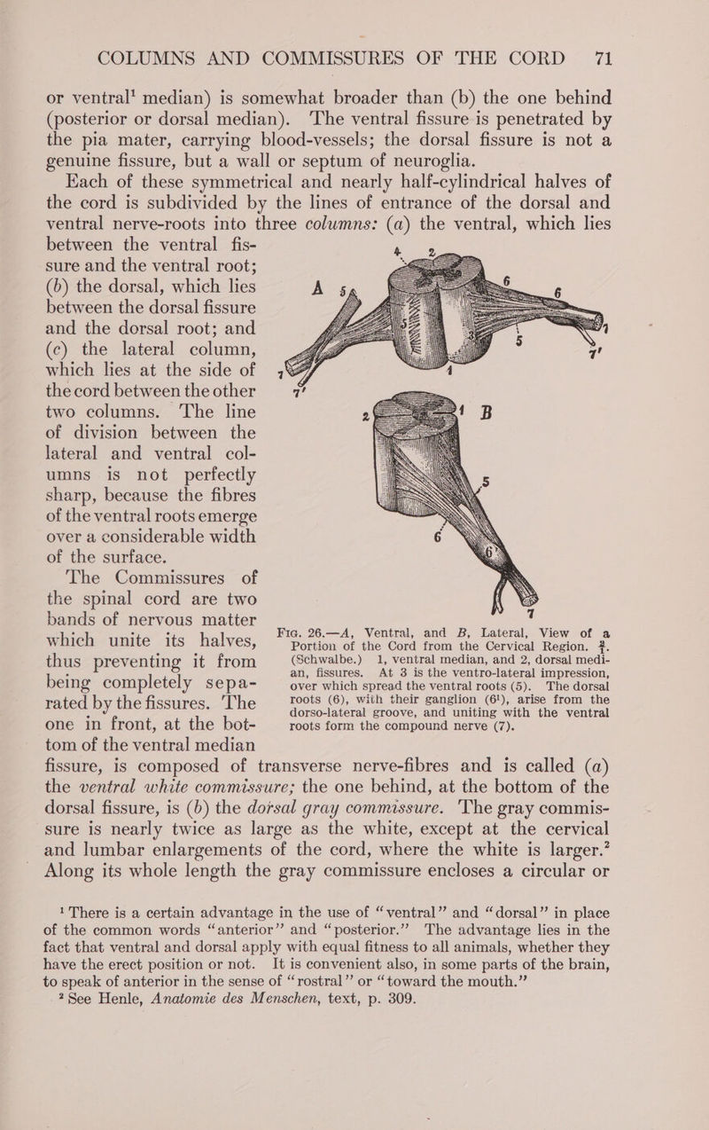 or ventral’ median) is somewhat broader than (b) the one behind (posterior or dorsal median). ‘The ventral fissure is penetrated by the pia mater, carrying blood-vessels; the dorsal fissure is not a genuine fissure, but a wall or septum of neuroglia. Each of these symmetrical and nearly half-cylindrical halves of the cord is subdivided by the lines of entrance of the dorsal and ventral nerve-roots into three columns: (a) the ventral, which lies between the ventral fis- sure and the ventral root; (b) the dorsal, which lies between the dorsal fissure and the dorsal root; and (c) the lateral column, which lies at the side of the cord between the other two columns. The line of division between the lateral and ventral col- umns is not perfectly sharp, because the fibres of the ventral roots emerge over a considerable width of the surface. The Commissures of the spinal cord are two bands of nervous matter Fic. 26.—A, Ventral, and B, Lateral, View of a which unite its halves, Portion of the Cord from the Cervical Region. 2. thus preventing it from (Schwalbe.) 1, ventral median, and 2, dorsal medi- 5 an, fissures. At 3 is the ventro-lateral impression, being completely sepa- over which spread the ventral roots (5). The dorsal rated by the fissures. The ie (6), with their ganglion (6'), arise from the . orso-lateral groove, and uniting with the ventral one in front, at the bot- roots form the compound nerve (7). tom of the ventral median fissure, is composed of transverse nerve-fibres and is called (a) the ventral white commissure; the one behind, at the bottom of the dorsal fissure, is (b) the dorsal gray commassure. ‘The gray commis- sure is nearly twice as large as the white, except at the cervical and lumbar enlargements of the cord, where the white is larger.” Along its whole length the gray commissure encloses a circular or 1 There is a certain advantage in the use of “ventral” and “dorsal’”’ in place of the common words “anterior”? and “posterior.””’ The advantage lies in the fact that ventral and dorsal apply with equal fitness to all animals, whether they have the erect position or not. It is convenient also, in some parts of the brain, to speak of anterior in the sense of “rostral” or “toward the mouth.” -2 See Henle, Anatomie des Menschen, text, p. 309.