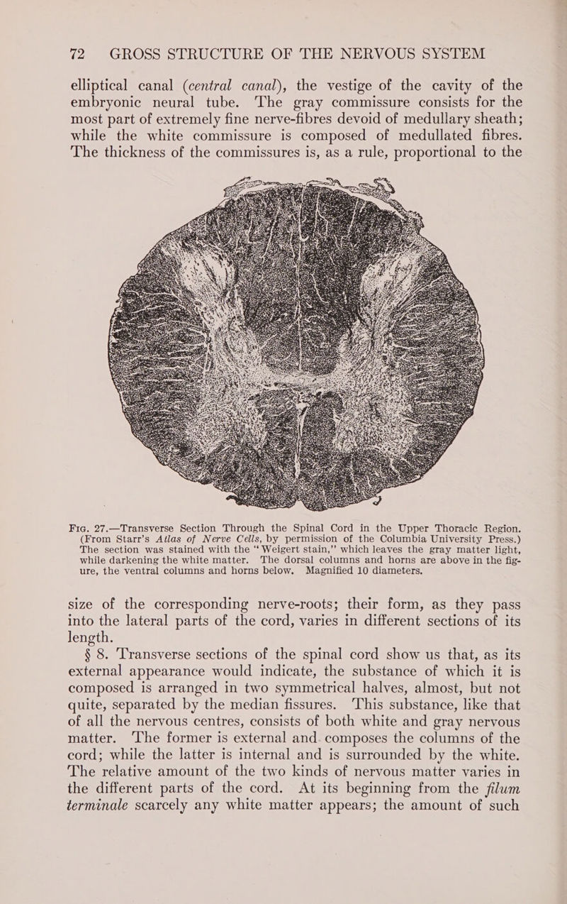 elliptical canal (central canal), the vestige of the cavity of the embryonic neural tube. The gray commissure consists for the most part of extremely fine nerve-fibres devoid of medullary sheath; while the white commissure is composed of medullated fibres. The thickness of the commissures is, as a rule, proportional to the Fig. 27.—Transverse Section Through the Spinal Cord in the Upper Thoracic Region. (From Starr’s Atlas of Nerve Cells, by permission of the Columbia University Press.) The section was stained with the “‘ Weigert stain,’’ which leaves the gray matter light, while darkening the white matter. The dorsal columns and horns are above in the fig- ure, the ventral columns and horns below. Magnified 10 diameters. size of the corresponding nerve-roots; their form, as they pass into the lateral parts of the cord, varies in different sections of its Jength. § 8. Transverse sections of the spinal cord show us that, as its external appearance would indicate, the substance of which it is composed is arranged in two symmetrical halves, almost, but not quite, separated by the median fissures. ‘This substance, like that of all the nervous centres, consists of both white and gray nervous matter. ‘lhe former is external and. composes the columns of the cord; while the latter is internal and is surrounded by the white. The relative amount of the two kinds of nervous matter varies in the different parts of the cord. At its beginning from the filum terminale scarcely any white matter appears; the amount of such