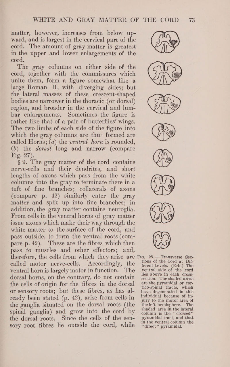 matter, however, increases from below up- ward, and is largest in the cervical part of the cord. ‘The amount of gray matter is greatest in the upper and lower enlargements of the cord. The gray columns on either side of the cord, together with the commissures which unite them, form a figure somewhat like a large Roman H, with diverging sides; but the lateral masses of these crescent-shaped bodies are narrower in the thoracic (or dorsal) region, and broader in the cervical and lum- bar enlargements. Sometimes the figure is rather like that of a pair of butterflies’ wings. The two limbs of each side of the figure into which the gray columns are thu: formed are called Horns; (a) the ventral horn is rounded, (b) the dorsal long and narrow (compare Fig. 27). § 9. The gray matter of the cord contains nerve-cells and their dendrites, and _ short lengths of axons which pass from the white columns into the gray to terminate there in a tuft of fine branches; collaterals of axons (compare p. 42) similarly enter the gray matter and split up into fine branches; in addition, the gray matter contains neuroglia. From cells in the ventral horns of gray matter issue axons which make their way through the white matter to the surface of the cord, and pass outside, to form the ventral roots (com- pare p. 42). ‘These are the fibres which then pass to muscles and other effectors; and, therefore, the cells from which they arise are called motor nerve-cells. Accordingly, the ventral horn is largely motor in function. The dorsal horns, on the contrary, do not contain the cells of origin for the fibres in the dorsal or sensory roots; but these fibres, as has al- ready been stated (p. 42), arise from cells in the ganglia situated on the dorsal roots (the spinal ganglia) and grow into the cord by the dorsal roots. Since the cells of the sen- sory root fibres lie outside the cord, while tions of the Cord at Dif- ferent Levels. (Erb.) The ventral side of the cord lies above in each cross- section. The shaded areas are the pyramidal or cor- tico-spinal tracts, which have degenerated in this individual because of in- jury to the motor area of the left hemisphere. The shaded area in the lateral column is the ‘‘crossed”’ pyramidal tract, and that in the ventral column the “direct’’ pyramidal.