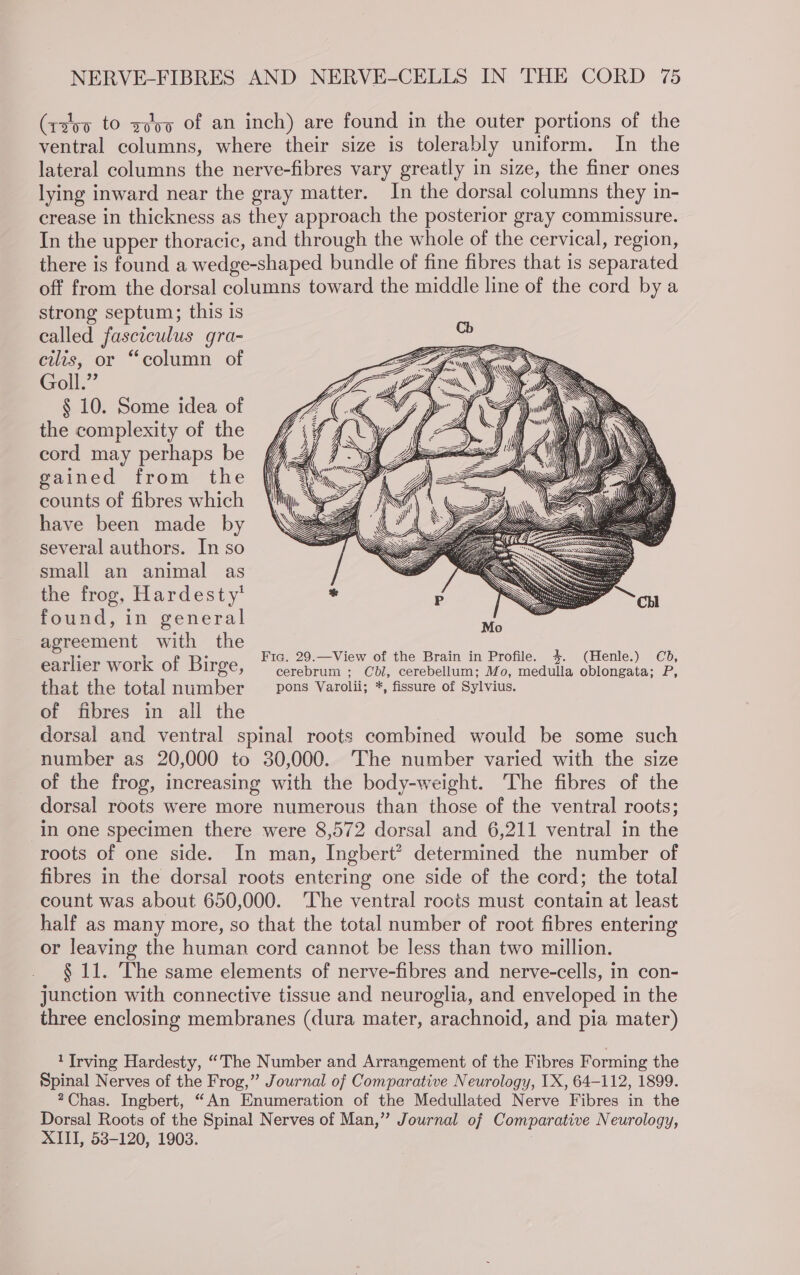 (xzo0 to sooo of an inch) are found in the outer portions of the ventral columns, where their size is tolerably uniform. In the lateral columns the nerve-fibres vary greatly in size, the finer ones lying inward near the gray matter. In the dorsal columns they in- crease in thickness as they approach the posterior gray commissure. In the upper thoracic, and through the whole of the cervical, region, there is found a wedge-shaped bundle of fine fibres that 1s separated off from the dorsal columns toward the middle line of the cord by a strong septum; this is called fasciculus gra- cilis, or “column of Goll.” § 10. Some idea of the complexity of the cord may perhaps be gained from the counts of fibres which have been made by several authors. In so small an animal as the frog, Hardesty’ found, in general agreement with the ie Gee ee ° 7 ° Fic. 29.—View of the Brain in Profile. ; enle. 5 earlier work of Birge, cerebrum ; Cdl, cerebellum; Mo, medulla oblongata; P, that the total number pons Varolii; *, fissure of Sylvius. of fibres in all the dorsal and ventral spinal roots combined would be some such number as 20,000 to 30,000. The number varied with the size of the frog, increasing with the body-weight. The fibres of the dorsal roots were more numerous than those of the ventral roots; in one specimen there were 8,572 dorsal and 6,211 ventral in the roots of one side. In man, Ingbert? determined the number of fibres in the dorsal roots entering one side of the cord; the total count was about 650,000. ‘The ventral rocts must contain at least half as many more, so that the total number of root fibres entering or leaving the human cord cannot be less than two million. § 11. The same elements of nerve-fibres and nerve-cells, in con- junction with connective tissue and neuroglia, and enveloped in the three enclosing membranes (dura mater, arachnoid, and pia mater) 1 Irving Hardesty, “The Number and Arrangement of the Fibres Forming the Spinal Nerves of the Frog,” Journal of Comparative Neurology, 1X, 64-112, 1899. Chas. Ingbert, “An Enumeration of the Medullated Nerve Fibres in the Dorsal Roots of the Spinal Nerves of Man,” Journal of Comparative Neurology, XIII, 53-120, 19038.