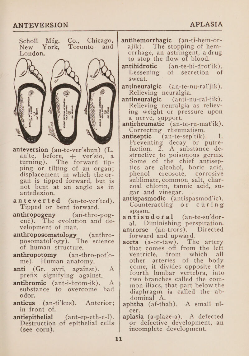 ANTEVERSION APLASIA Scholl Mfg. Co. Chicago, | antihemorrhagic (an-ti-hem-or- New York, Toronto. and ajik). The stopping of hem- London. orrhage, an astringent, a drug anteversion eed -ver shun) (L. an’te, before, -++ ver’sio, a turning). The forward tip- ping or tilting of an organ; displacement in which the or- gan is tipped forward, but is not bent at an angle as in anteflexion. anteverted (an-te-ver’ted). Tipped or bent forward. anthropogeny (an-thro-pog- ené). The evolution and de- velopment of man. anthroposomatology (anthro- posomatol’ogy). The science of human structure. anthropotomy (an-thro-pot’o- me). Human anatomy. ani (Gr. dvri, against). &lt;A prefix signifying against. antibromic (ant-i-brom-ik). A substance to overcome bad odor. anticus . (an-ti’kus). Anterior; in front of: antiepithelial (ant-ep-eth-e-l). Destruction of epithelial cells (see corn). to stop the flow of blood. antihidrotic (an-te-hi-drot’ik). Lessening of secretion of sweat. antineuralgic (an-te-nu-ral’jik). Relieving neuralgia. antineuralgic (anti-nu-ral-jik). Relieving neuralgia as reliev- ing weight or pressure upon a nerve, support. antirheumatic (an-te-ru-mat’ik). Correcting rheumatism. antiseptic (an-te-sep’'tik). il Preventing decay or putre- faction. 2. A substance de- structive to poisonous germs. Some of the chief antisep- tics are alcohol, boric. acid, phenol creosote, corrosive sublimate, common salt, char- coal chlorin, tannic acid, su- gar and vinegar. antispasmodic (antispasmod’ic). Counteracting ofr citrine spasm. antisudoral (an-te-su’dor- al. Diminishing perspiration. antrorse (an-trors). Directed forward and upward. aorta (a-or-taw). The artery that comes off from the left ventricle, from which all other arteries of the body come, it divides opposite the fourth lumbar vertebra, into two branches called the com- mon iliacs, that part below the diaphragm is called the ab- dominal A. aphtha (af-thah). A small ul- cer. aplasia (a-plaze-a). A defected or defective development, an incomplete development.