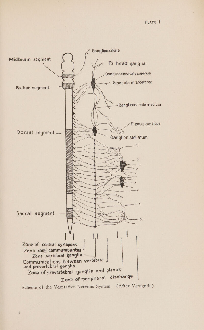 Ganglion ciliare Midbrain segment ‘ To head ganglia Ganglion cervicale superius Bulbar segment Tf Vi, Glandula intercaratica Gangl.cervicale medium Plexus aorticus y ihe SOS \ Dorsal seqment Ganglion stellatum Sacral segment ie {| a Zone of central synapses: | Zone rami communicantes Zone vertebral ganglia | Communications between vertebral and prevertebral ganglia Zone of prevertebral gangtia and plexus Zone of ‘peripheral discharge Scheme of the Vegetative Nervous System. (After Veraguth.)