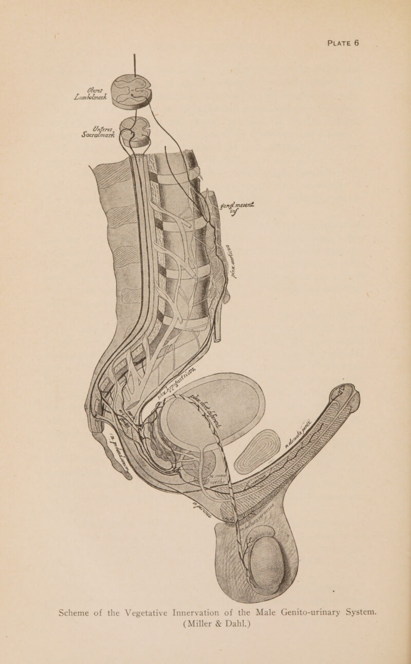 feres_- nats on al ar Se Scheme of the Vegetative Innervation of the Male Genito-urinary System. (Miller &amp; Dahl.)