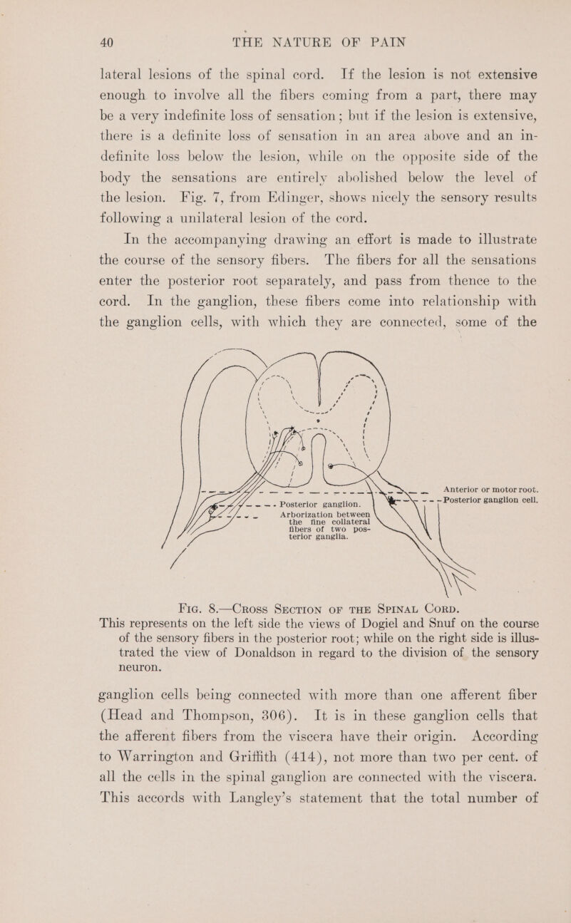 lateral lesions of the spinal cord. If the lesion is not extensive enough to involve all the fibers coming from a part, there may be a very indefinite loss of sensation; but if the lesion is extensive, there is a definite loss of sensation in an area above and an in- definite loss below the lesion, while on the opposite side of the body the sensations are entirely abolished below the level of the lesion. Fig. 7, from Edinger, shows nicely the sensory results following a unilateral lesion of the cord. In the accompanying drawing an effort is made to illustrate the course of the sensory fibers. The fibers for all the sensations enter the posterior root separately, and pass from thence to the cord. In the ganglion, these fibers come into relationship with the ganghon cells, with which they are connected, some of the Anterior or motor root. Posterior ganglion cell. — ——- Posterior ganglion. apy BA RENE. Arborization between the fine collateral fibers of two pos- terior ganglia. ganglion cells being connected with more than one afferent fiber (Head and Thompson, 806). It is in these ganglion cells that the afferent fibers from the viscera have their origin. According to Warrington and Griffith (414), not more than two per cent. of all the cells in the spinal ganglion are connected with the viscera. This accords with Langley’s statement that the total number of