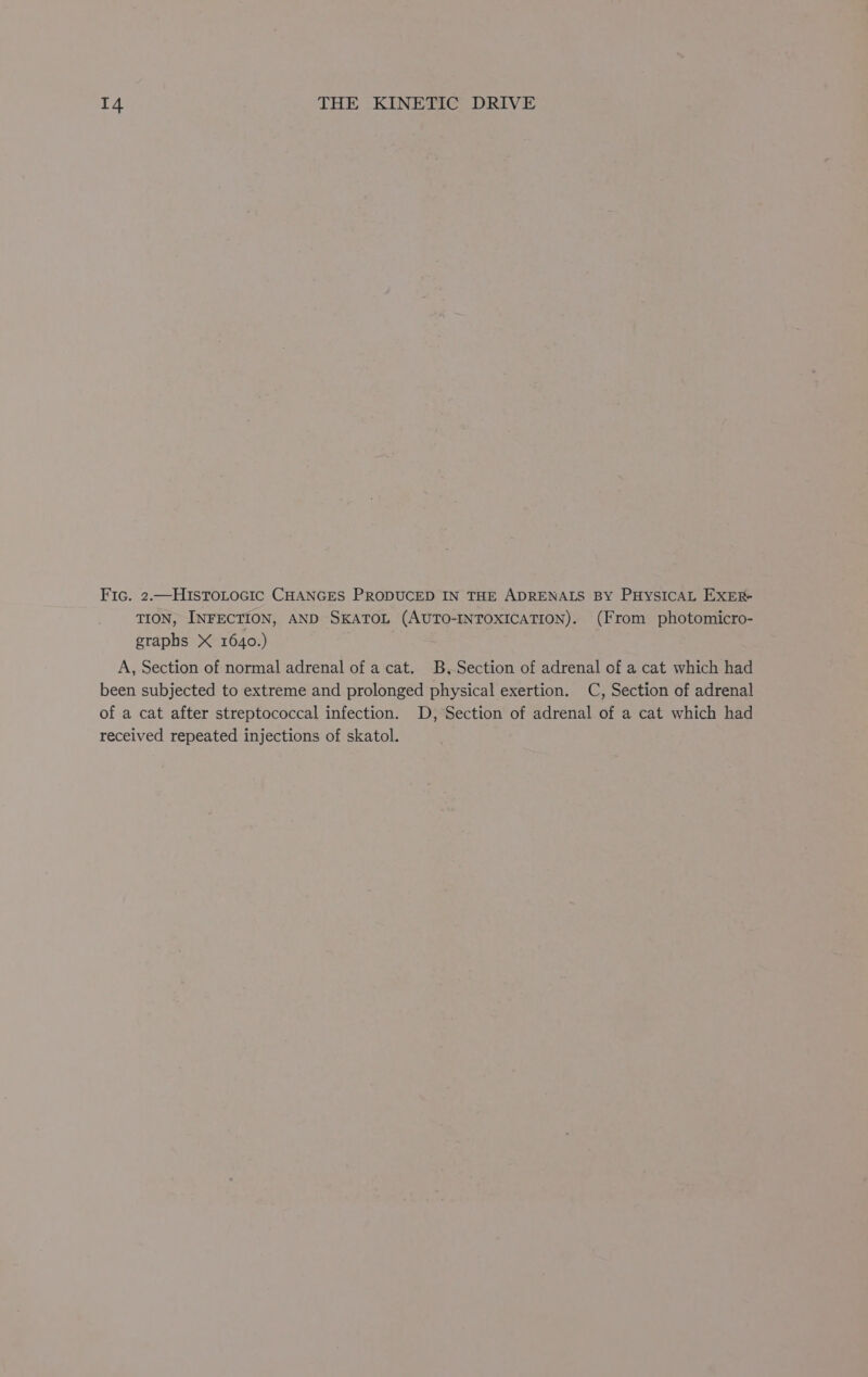 Fic. 2.—HISTOLOGIC CHANGES PRODUCED IN THE ADRENALS BY PHYSICAL EXER- TION, INFECTION, AND SKATOL (AUTO-INTOXICATION). (From photomicro- graphs X 1640.) A, Section of normal adrenal of a cat. B,Section of adrenal of a cat which had been subjected to extreme and prolonged physical exertion. C, Section of adrenal of a cat after streptococcal infection. D, Section of adrenal of a cat which had