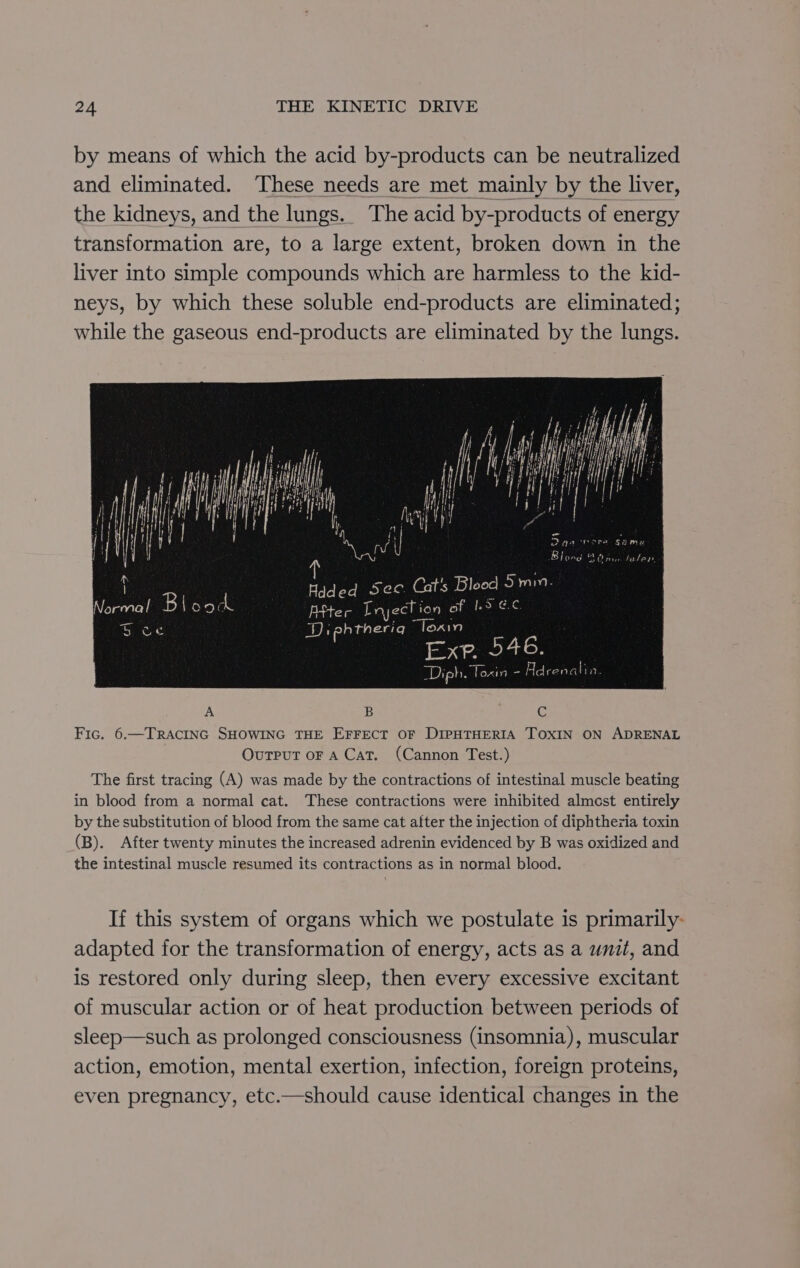 by means of which the acid by-products can be neutralized and eliminated. These needs are met mainly by the liver, the kidneys, and the lungs. The acid by-products of energy transformation are, to a large extent, broken down in the liver into simple compounds which are harmless to the kid- neys, by which these soluble end-products are eliminated; while the gaseous end-products are eliminated by the lungs. A B c Fic. 6.—TRACING SHOWING THE EFFECT OF DIPHTHERIA TOXIN ON ADRENAL Output oF A Cat. (Cannon Test.) The first tracing (A) was made by the contractions of intestinal muscle beating in blood from a normal cat. These contractions were inhibited almost entirely by the substitution of blood from the same cat alter the injection of diphtheria toxin (B). After twenty minutes the increased adrenin evidenced by B was oxidized and the intestinal muscle resumed its contractions as in normal blood. If this system of organs which we postulate is primarily: adapted for the transformation of energy, acts as a unit, and is restored only during sleep, then every excessive excitant of muscular action or of heat production between periods of sleep—such as prolonged consciousness (insomnia), muscular action, emotion, mental exertion, infection, foreign proteins, even pregnancy, etc.—should cause identical changes in the