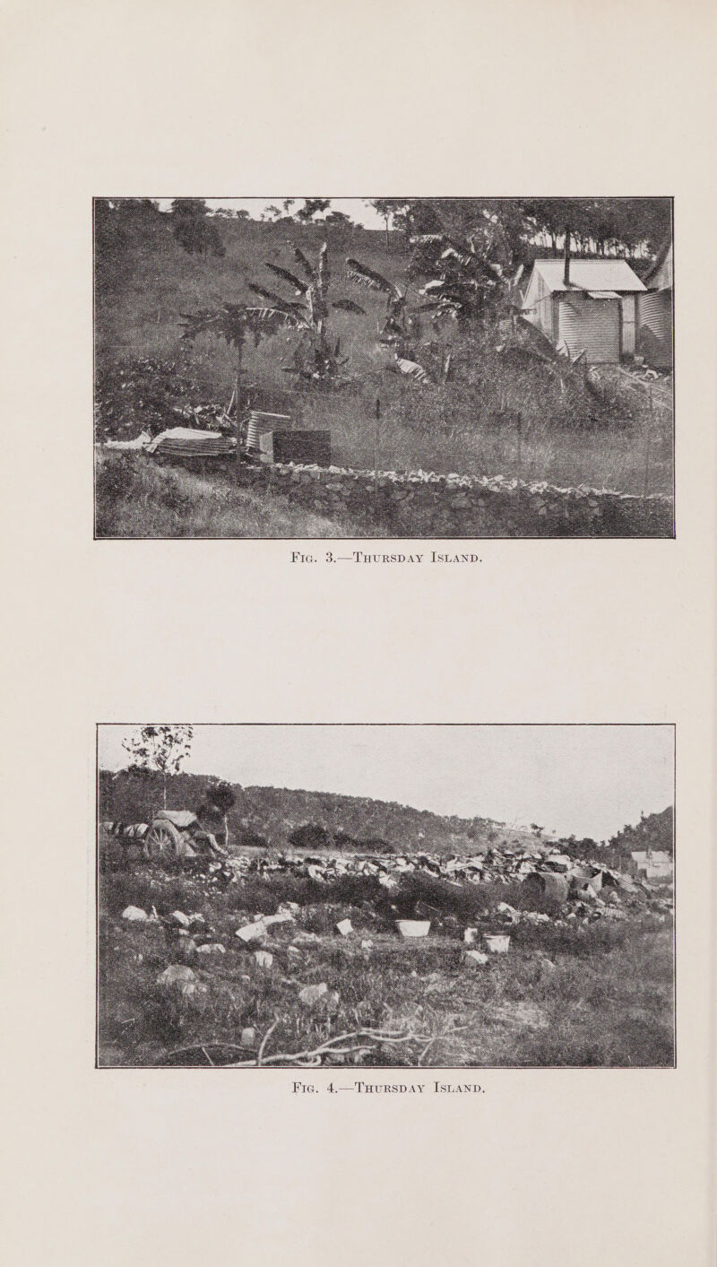 Fig. 3.—THURSDAY ISLAND.