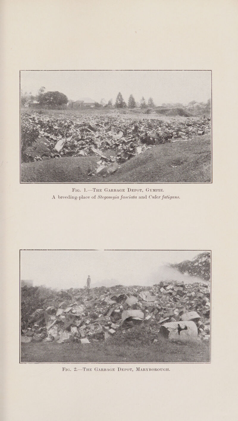 Fig. 1.—THE GarBaGE Depot, GYMPIE. A breeding-place of Stegomyia fasciata and Culex fatigans.