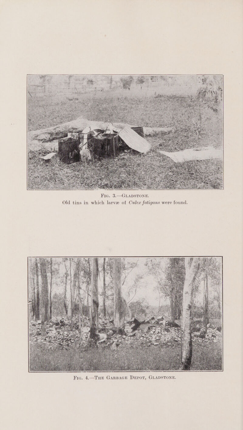 Fic. 3.—GLADSTONE. Old tins in which larve of Culex fatigans were found.