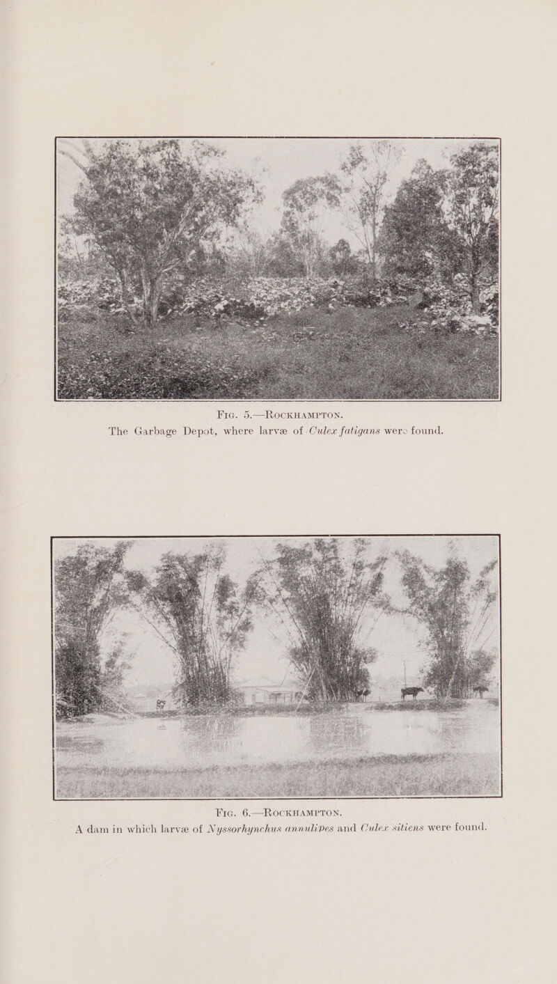 Fig. 5.—RocKHAMPTON. The Garbage Depot, where larve of. Culex fatigans were found. A dam in which larvee of Nyssorhynchus annulipes and Culex sitiens were found.