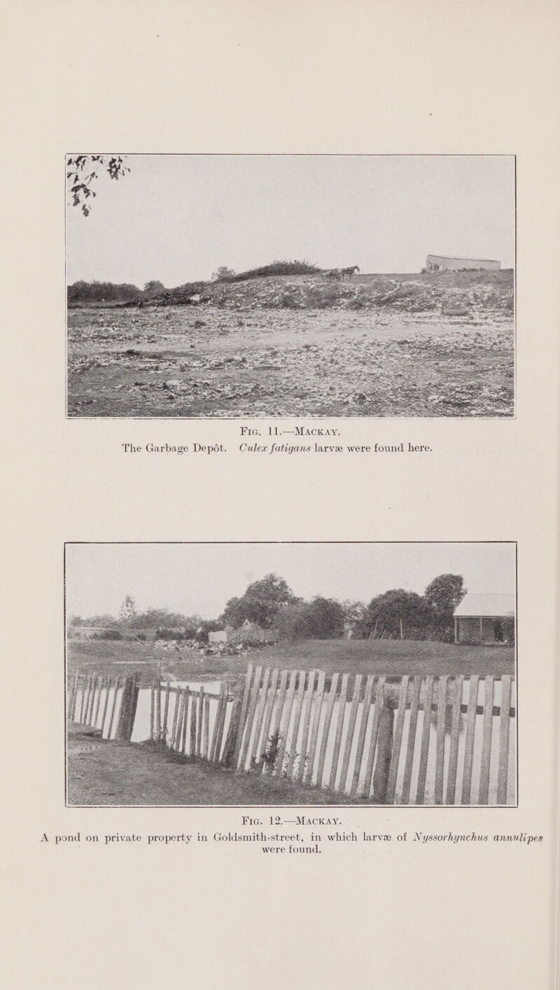Fie. 11.—MacxKay. The Garbage Depot. Culex fatigans larve were found here. Fig. 12.—MAaAckKay. ‘ A pond on private property in Goldsmith-street, in which larve of J . were found. yssorhynchus annulipes