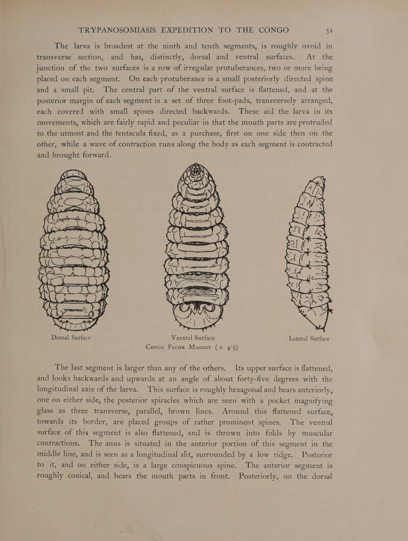 The larva is broadest at the ninth and tenth segments, 1s roughly ovoid in transverse section, and has, distinctly, dorsal and ventral surfaces. At the junction of the two surfaces is a row of irregular protuberances, two or more being placed on each segment. On each protuberance is a small posteriorly directed spine and a small pit. The central part of the ventral surface is flattened, and at the posterior margin of each segment is a set of three foot-pads, transversely arranged, each covered with small spines directed backwards. ‘These aid the larva in its movements, which are fairly rapid and peculiar in that the mouth parts are protruded to the utmost and the tentacula fixed, as a purchase, first on one side then on the other, while a wave of contraction runs along the body as each segment is contracted and brought forward. Conco Frcor Maccor (x 4°5) The last segment is larger than any of the others. Its upper surface is flattened, and looks backwards and upwards at an angle of about forty-five degrees with the longitudinal axis of the larva. This surface is roughly hexagonal and bears anteriorly, one on either side, the posterior spiracles which are seen’ with a pocket magnifying glass as three transverse, parallel, brown lines. Around this flattened surface, towards its border, are placed groups of rather prominent spines. The ventral surface of this segment is also flattened, and is thrown into folds by muscular contractions. The anus is situated in the anterior portion of this segment in the middle line, and is seen as a longitudinal slit, surrounded by a low ridge. Posterior to it, and on either side, is a large conspicuous spine. The anterior segment is roughly conical, and bears the mouth parts in front. Posteriorly, on the dorsal