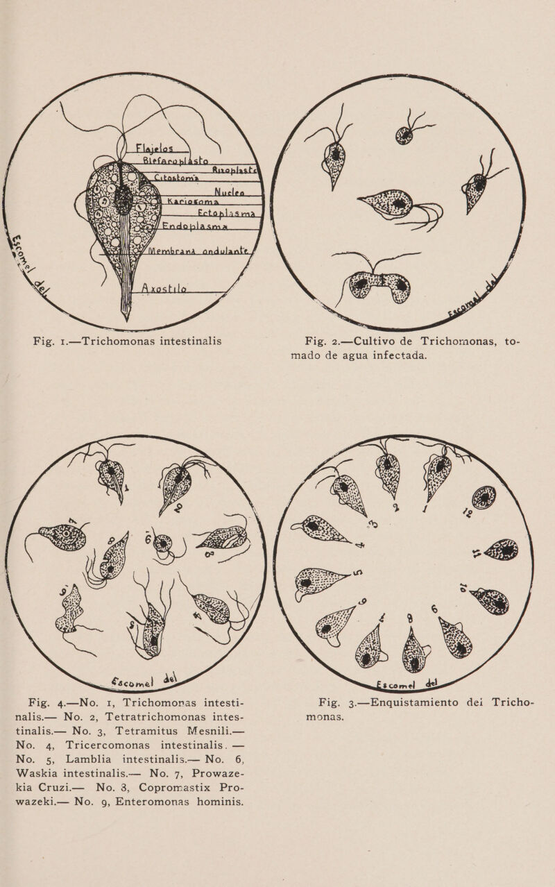js Fig. 1.—Trichomonas intestinalis Fig. 2.—Cultivo de Trichomonas, to- mado de agua infectada. y | | ' Fig. 4—No. 1, Trichomonas intesti- Fig. 3.—Enquistamiento dei Tricho- nalis.— No. 2, Tetratrichomonas intes- monas. tinalis.— No. 3, Tetramitus Mesnili.— No. 4, Tricercomonas intestinalis. — No. 5, Lamblia intestinalis.— No. 6, Waskia intestinalis.-— No. 7, Prowaze- kia Cruzi.— No. 3, Copromastix Pro- wazeki.— No. 9, Enteromonas hominis.