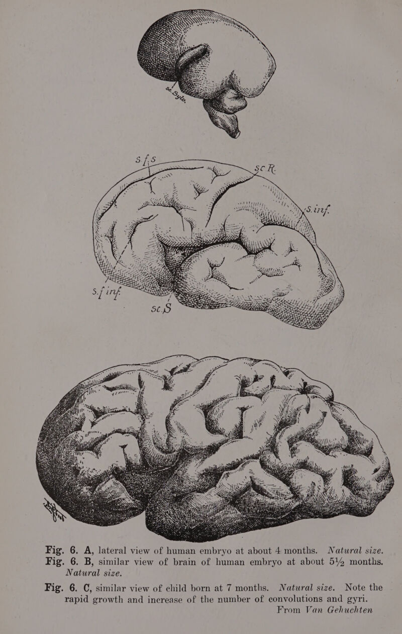 DISBUITT Etats IT 6 ou bys es ve ays / ied ‘ Wiyy NLM» oe aN — Sor ey, GEE 77 yi ae 1 Fig. 6. C, similar view of child born at 7 months. Natural size. Note the rapid growth and increase of the number of convolutions and gyri. From Van Gehuchten