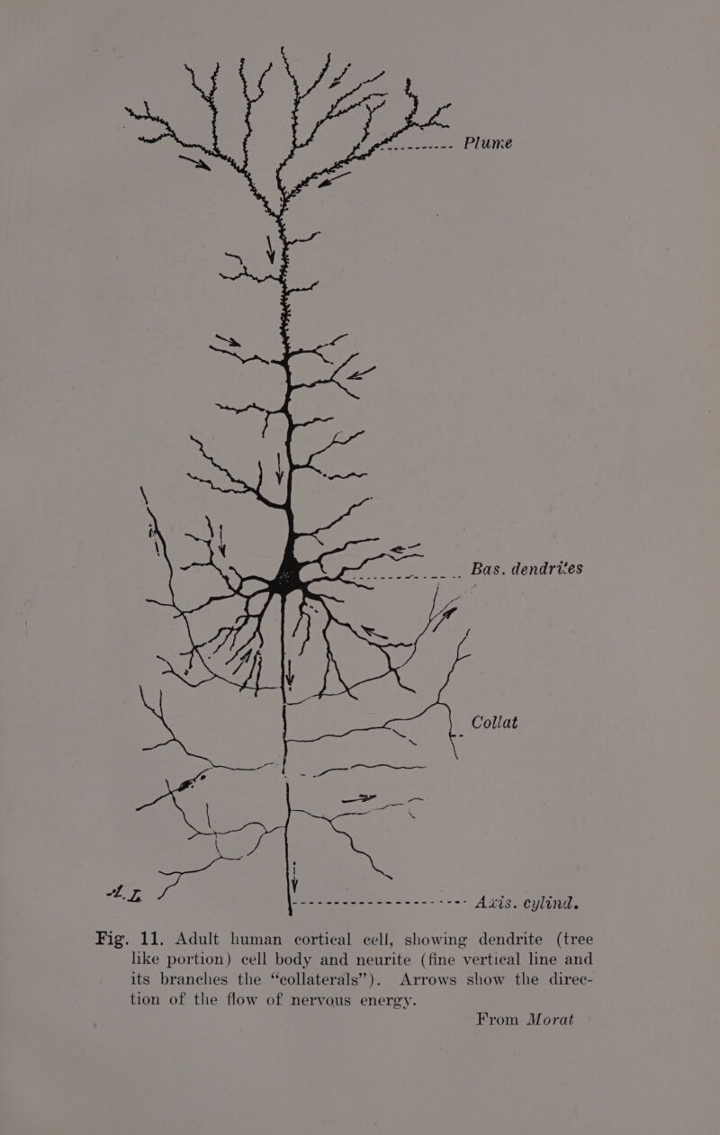 edd A ; Ma ey a PG __.. Bas. dendrvies a Collat Axis. cylind. Fig. 11. Adult human cortical cell, showing dendrite (tree like portion) cell body and neurite (fine vertical line and its branches the “collaterals”). Arrows show the direc- tion of the flow of nervous energy. From Morat