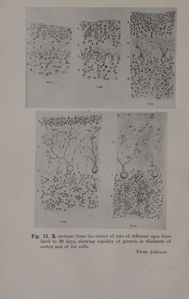 8 day 14 day 20 day ickness of £ S44 td 9) o Bp [av] Sel tres (od) HS a oo ae HH OS Ost wae) a) Chey aye Cy o ie +3) (Oy HS oon ap ih: +E = om Hw wm ae 5 Sf 2s SS Ot mas ae mica les an re F cortex and of the cells From Addison