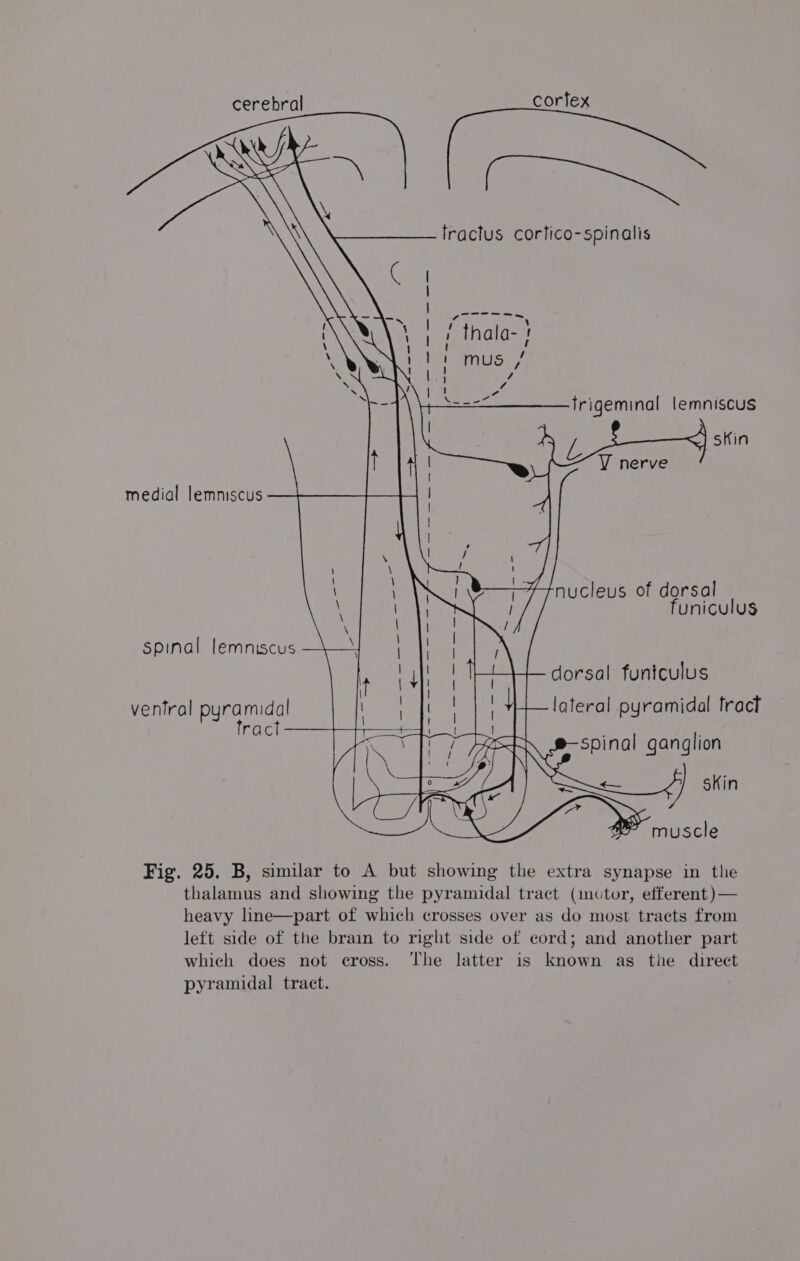 corfex oo fractus cortico-spinalis “———— + i thala- J 1 mus / 1 on ! yt x 4 ees trigeminal lemniscus | b =A sin t VY nerve medial lemniscus nucleus of dorsal funiculus spinal lemniscus dorsal funtculus lateral pyramidal fract ventral pyramidal tract Ss spinal ganglion SNe pinal gang Ome SN) muscle Fig. 25. B, similar to A but showing the extra synapse in the thalamus and showing the pyramidal tract (1mvtor, efferent )— heavy line—part of which crosses over as do most tracts from left side of the brain to right side of cord; and another part which does not cross. The latter is known as the direct pyramidal tract.