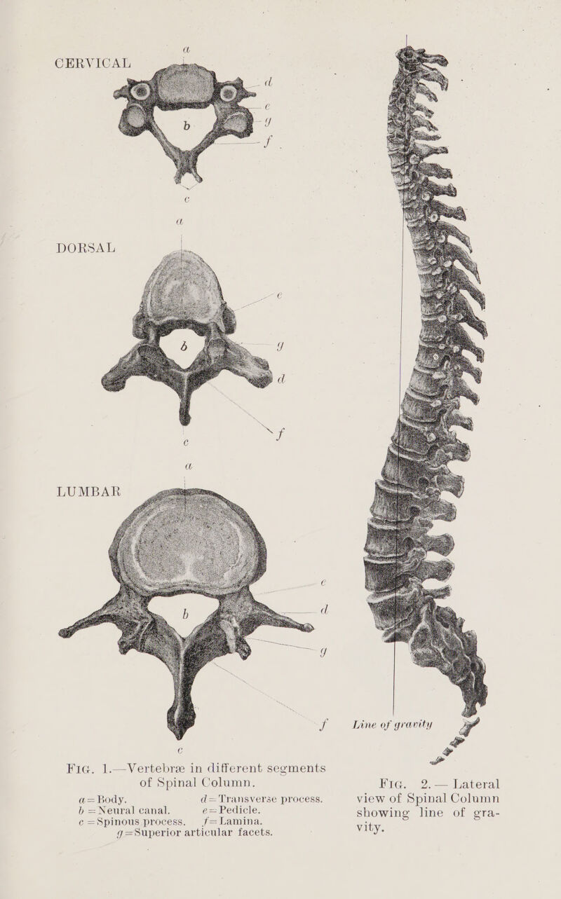 CERVICAL DORSAL Line of gravity C Fic. 1.—Vertebre in different segments ii of Spinal Column. Fie. 2.— Lateral a= Body. d= Transverse process. view of Spinal Column D = Neural canal. e= Pedicle. showing line of gra- ¢ =Spinous process. f= Lamina. g=Superior articular facets. vity.