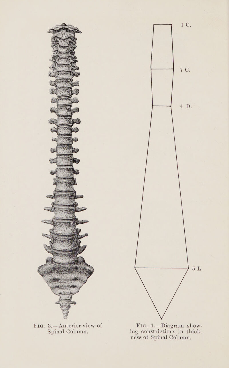 16: Ce. 4. Di dla: Fic. 3.—Anterior view of Tia. 4.—Diagram show- Spinal Column. ing constrictions in thick- ness of Spinal Column.