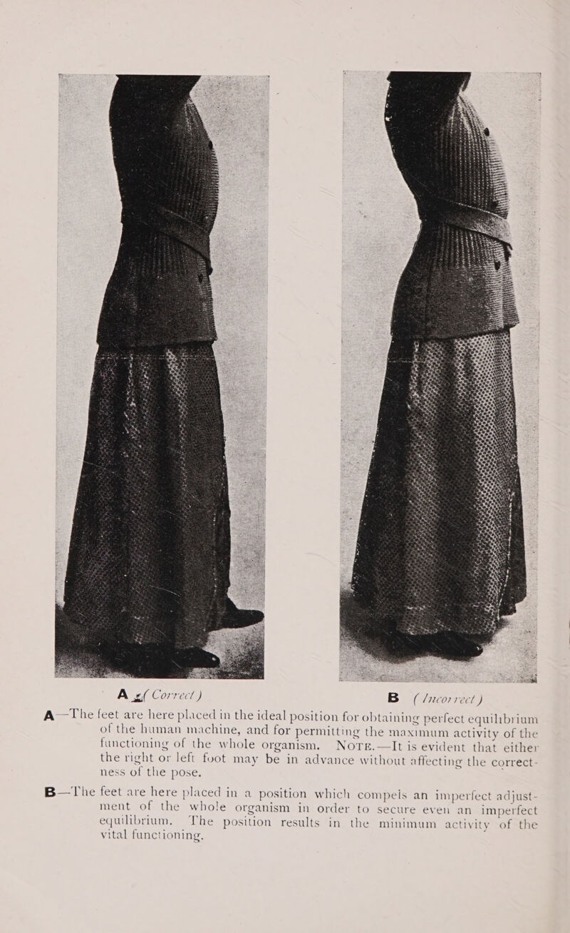 A s( Correct) B (/ncor7ect ) A ~The feet are here placed in the ideal position for obtaining perfect equilibrium of the human machine, and for permitting the maximum activity of the functioning of the whole organism. NotTs.—It is evident that eithe: the right or left foot may be in advance without affecting the correct- ness of the pose. B—The feet are here placed in a position which compels an imperfect adjust- ment of the whole organism in order to secure even an imperfect equilibrium. The position results in the minimum activity of the