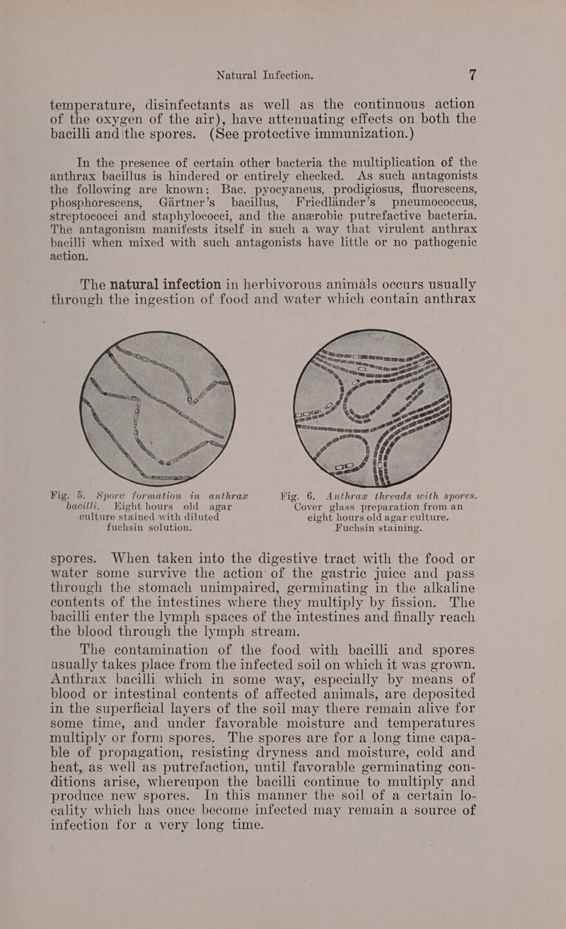 temperature, disinfectants as well as the continuous action of the oxygen of the air), have attenuating effects on both the bacilli and the spores. (See protective immunization.) In the presence of certain other bacteria the multiplication of the anthrax bacillus is hindered or entirely checked. As such antagonists the following are known: Bac. pyocyaneus, prodigiosus, fluorescens, phosphorescens, Gartner’s bacillus, Friedlander’s pneumococcus, streptococci and staphylococci, and the anerobie putrefactive bacteria. The antagonism manifests itself in such a way that virulent anthrax bacilli when mixed with such antagonists have little or no pathogenic action. The natural infection in herbivorous animals occurs usually through the ingestion of food and water which contain anthrax Shae Rant a, 20 ee, Rag te, me ie asa Fig. 5. Spore formation in anthrax Fig. 6. Anthrax threads with spores. bacilh. Hight hours old agar Cover glass preparation from an culture stained with diluted eight hours old agar culture. fuchsin solution. Fuchsin staining. spores. When taken into the digestive tract with the food or water some survive the action’ of the gastric juice and pass through the stomach unimpaired, germinating in the alkaline contents of the intestines where they multiply by fission. The bacilli enter the lymph spaces of the intestines and finally reach the blood through the lymph stream. The contamination of the food with bacilli and spores usually takes place from the infected soil on which it was grown. Anthrax bacilli which in some way, especially by means of blood or intestinal contents of affected animals, are deposited in the superficial layers of the soil may there remain alive for some time, and under favorable moisture and temperatures multiply or form spores. The spores are for a long time capa- ble of propagation, resisting dryness and moisture, cold and heat, as well as putrefaction, until favorable germinating con- ditions arise, whereupon the bacilli continue to multiply and produce new spores. In this manner the soil of a certain lo- eality which has once become infected may remain a source of infection for a very long time.