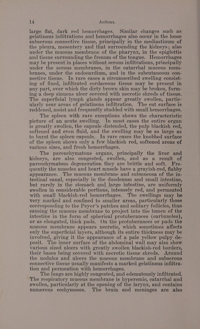 large flat, dark red hemorrhages. Similar changes such as, gelatinous infiltrations and hemorrhages also occur in the loose subserous connective tissue, principally in the mediastinum of the pleura, mesentery and that surrounding the kidneys; also under the mucous membrane of the pharynx, in the epiglottis and tissue surrounding the frenum of the tongue. Hemorrhages may be present in places without serous infiltrations, principally under the serous membranes, in the catarrhal mucous mem- branes, under the endocardium, and in the subcutaneous con- nective tissue. In rare cases a circumscribed swelling consist- ing of fixed, infiltrated cordaceous tissue may be present in any part, over which the dirty brown skin may be broken, form- ing a deep sinuous ulcer covered with necrotic shreds of tissue. The superficial lymph glands appear greatly swollen, partic- ularly near areas of gelatinous infiltration. The cut surface is reddened, moist and frequently studded with small hemorrhages. The spleen with rare exceptions shows the characteristic picture of an acute swelling. In most cases the entire organ is greatly swollen, the capsule distended, the pulp blackish red, softened and even fluid, and the swelling may be so large as to burst the spleen capsule. In rare cases the knobbed surface of the spleen shows only a few blackish red, softened areas of various sizes, and fresh hemorrhages. The parenchymatous organs, principally the liver and kidneys, are also congested, swollen, and as a result of parenchymatous degeneration they are brittle and soft. Fre- quently the muscles and heart muscle have a grayish-red, flabby appearance. The mucous membrane and submucosa of the in- testinal canal, especially in the duodenum and small intestine, but rarely in the stomach and large intestine, are uniformly swollen in considerable portions, intensely red, and permeated with small blackish-red hemorrhages. The swellings may be very marked and confined to smaller areas, particularly those corresponding to the Peyer’s patches and solitary follicles, thus causing the mucous membrane to project into the lumen of the intestine in the form of spherical protuberances (carbuncles), or as elongated, thick pads. On the protuberances or pads the mucous membrane appears necrotic, which sometimes affects only the superficial layers, although its entire thickness may be involved, giving it the appearance of a pale yellow pulpy de- posit. The inner surface of the abdominal wall may also show various sized ulcers with greatly swollen blackish-red borders, their bases being covered with necrotic tissue shreds. Around the nodules and ulcers the mucous membrane and subserous connective tissue usually manifests a marked gelatinous infiltra- tion and permeation with hemorrhages. The lungs are highly congested, and edematously infiltrated. The respiratory mucous membrane is hyperemic, catarrhal and swollen, particularly at the opening of the larynx, and contains numerous ecchymoses. The brain and meninges are also