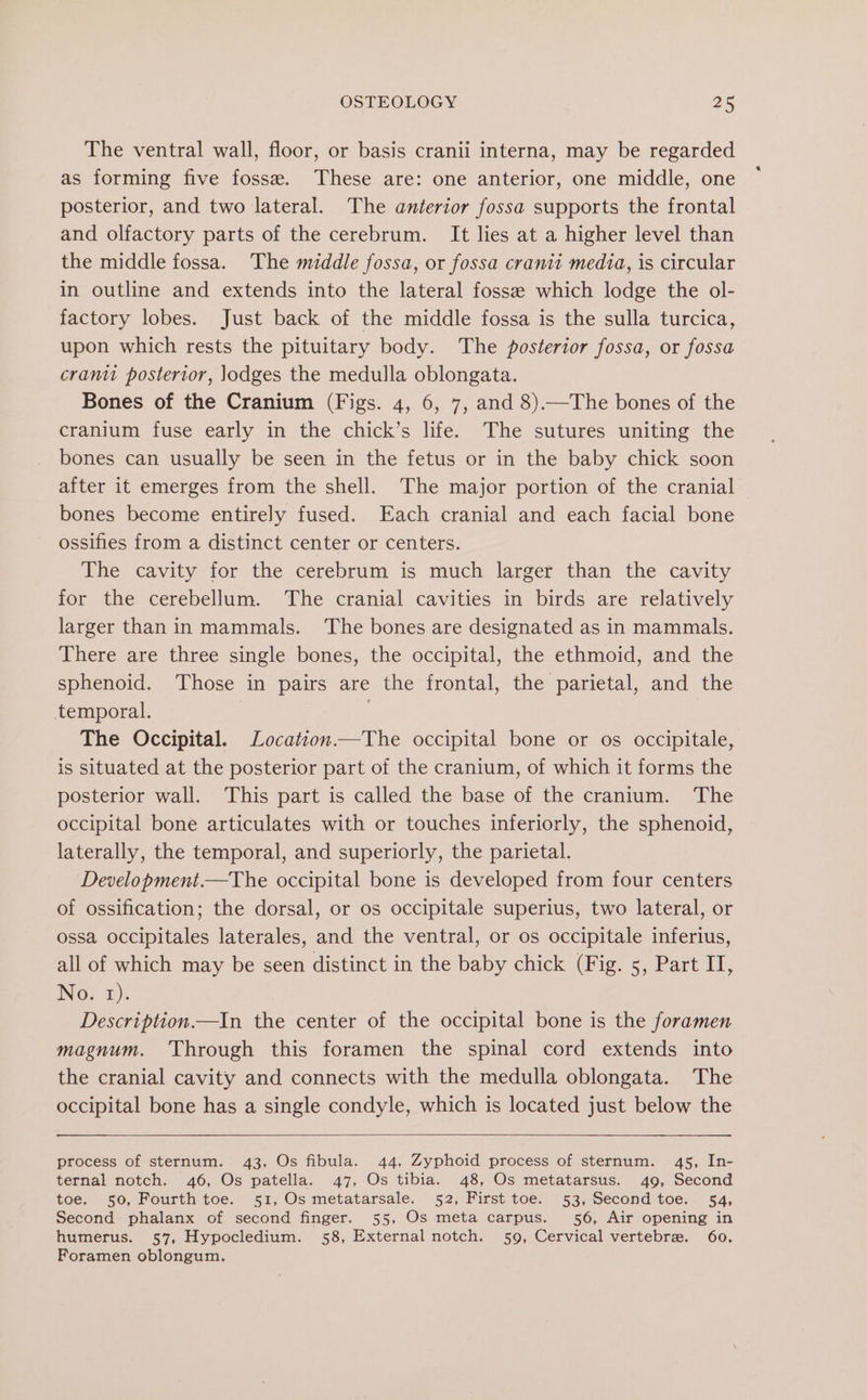 The ventral wall, floor, or basis cranii interna, may be regarded as forming five fosse. These are: one anterior, one middle, one posterior, and two lateral. The anterior fossa supports the frontal and olfactory parts of the cerebrum. It lies at a higher level than the middle fossa. The middle fossa, or fossa cranii media, is circular in outline and extends into the lateral fossee which lodge the ol- factory lobes. Just back of the middle fossa is the sulla turcica, upon which rests the pituitary body. The posterior fossa, or fossa cranu posterior, lodges the medulla oblongata. Bones of the Cranium (Figs. 4, 6, 7, and 8)—The bones of the cranium fuse early in the chick’s life. The sutures uniting the bones can usually be seen in the fetus or in the baby chick soon after it emerges from the shell. The major portion of the cranial bones become entirely fused. Each cranial and each facial bone ossifies from a distinct center or centers. The cavity for the cerebrum is much larger than the cavity for the cerebellum. The cranial cavities in birds are relatively larger than in mammals. The bones are designated as in mammals. There are three single bones, the occipital, the ethmoid, and the sphenoid. Those in pairs are the frontal, the parietal, and the temporal. The Occipital. Location——The occipital bone or os occipitale, is situated at the posterior part of the cranium, of which it forms the posterior wall. This part is called the base of the cranium. The occipital bone articulates with or touches inferiorly, the sphenoid, laterally, the temporal, and superiorly, the parietal. Development.—The occipital bone is developed from four centers of ossification; the dorsal, or os occipitale superius, two lateral, or ossa occipitales laterales, and the ventral, or os occipitale inferius, all of which may be seen distinct in the baby chick (Fig. 5, Part II, No. 1). Description —In the center of the occipital bone is the foramen magnum. Through this foramen the spinal cord extends into the cranial cavity and connects with the medulla oblongata. The occipital bone has a single condyle, which is located just below the process of sternum. 43, Os fibula. 44, Zyphoid process of sternum. 45, In- ternal notch. 46, Os patella. 47, Os tibia. 48, Os metatarsus. 49, Second toe. 50, Fourth toe. 51, Os metatarsale. 52, First toe. 53, Second toe. 54, Second phalanx of second finger. 55, Os meta carpus. 56, Air opening in humerus. 57, Hypocledium. 58, External notch. 59, Cervical vertebrae. 60, Foramen oblongum.