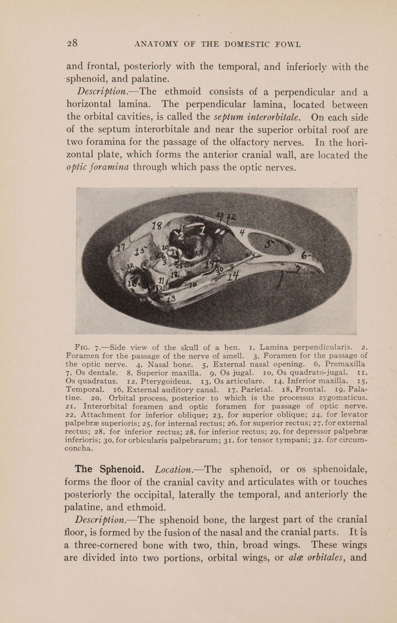 and frontal, posteriorly with the temporal, and inferiorly with the ‘sphenoid, and palatine. Description——The ethmoid consists of a perpendicular and a horizontal lamina. The perpendicular lamina, located between the orbital cavities, is called the septum interorbitale. On each side of the septum interorbitale and near the superior orbital roof are two foramina for the passage of the olfactory nerves. In the hori- zontal plate, which forms the anterior cranial wall, are located the optic foramina through which pass the optic nerves. Fic. 7.—Side view of the skull of a hen. 1, Lamina perpendicularis. 2, Foramen for the passage of the nerve of smell. 3, Foramen for the passage of the optic nerve. 4, Nasal bone. 5, External nasal opening. 6, Premaxilla 7, Os dentale. 8, Superior maxilla. 9, Os jugal. 10, Os quadrato-jugal. 11, Os quadratus. 12, Pterygoideus. 13, Osarticulare. 14, Inferior maxilla. 15, Temporal. 16, External auditory canal. 17, Parietal. 18, Frontal. 19, Pala- tine. 20, Orbital process, posterior to which is the processus zygomaticus. 21, Interorbital foramen and optic foramen for passage of optic nerve.. 22, Attachment for inferior oblique; 23, for superior oblique; 24, for levator palpebre superioris; 25, for internal rectus; 26, for superior rectus; 27, for external rectus; 28, for inferior rectus; 28, for inferior rectus; 29, for depressor palpebrez inferioris; 30, for orbicularis palpebrarum; 31, for tensor tympani; 32, for circum- concha. The Sphenoid. Location—The sphenoid, or os sphenoidale, forms the floor of the cranial cavity and articulates with or touches posteriorly the occipital, laterally the temporal, and anteriorly the palatine, and ethmoid. Description—The sphenoid bone, the largest part of the cranial floor, is formed by the fusion of the nasal and the cranial parts. It is a three-cornered bone with two, thin, broad wings. These wings are divided into two portions, orbital wings, or al@ orbitales, and