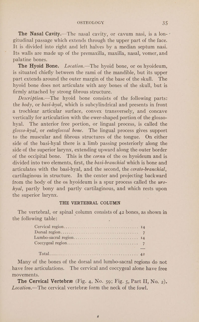 The Nasal Cavity.—The nasal cavity, or cavum nasi, is a lon-: gitudinal passage which extends through the upper part of the face. It is divided into right and left halves by a median septum nasi. Its walls are made up of the premaxilla, maxilla, nasal, vomer, and palatine bones. The Hyoid Bone. Location—The hyoid bone, or os hyoideum, is situated chiefly between the rami of the mandible, but its upper part extends around the outer margin of the base of the skull. The hyoid bone does not articulate with any bones of the skull, but is firmly attached by strong fibrous structure. Description——The hyoid bone consists of the following parts: the body, or bast-hyal, which is subcylindrical and presents in front a trochlear articular surface, convex transversely, and concave vertically for articulation with the ewer-shaped portion of the glosso- hyal. The anterior free portion, or lingual process, is called the glosso-hyal, or entoglossal bone. ‘The lingual process gives support to the muscular and fibrous structures of the tongue. On either side of the basi-hyal there is a limb passing posteriorly along the side of the superior larynx, extending upward along the outer border of the occipital bone. This is the cornu of the os hyoideum and is divided into two elements, first, the basz-branchial which is bone and articulates with the basi-hyal, and the second, the cerato-branchial, cartilaginous in structure. In the center and projecting backward from the body of the os hyoideum is a spur process called the uro- hyal, partly bony and partly cartilaginous, and which rests upon the superior larynx. | THE VERTEBRAL COLUMN The vertebral, or spinal column consists of 42 bones, as shown in the following table: s (Cervical GeclOns.;o. waleultoss-escdh es ao ea ee 14 DOrsa remo soi cis &lt;ihok ocd vis CME ae epee 7 iIhambo-sacrak remiows yi. 6 eas oe ee 14 Coecy peal tegion iwi vs aise va ae ON pee 7 DOE, tots SO et Yt e aa yee eke oe eae 42 Many of the bones of the dorsal and lumbo-sacral regions do not have free articulations. The cervical and coccygeal alone have free movements. The Cervical Vertebre (Fig. 4, No. 59; Fig. 5, Part II, No. 2). Location.—The cervical vertebre form the neck of the fowl.