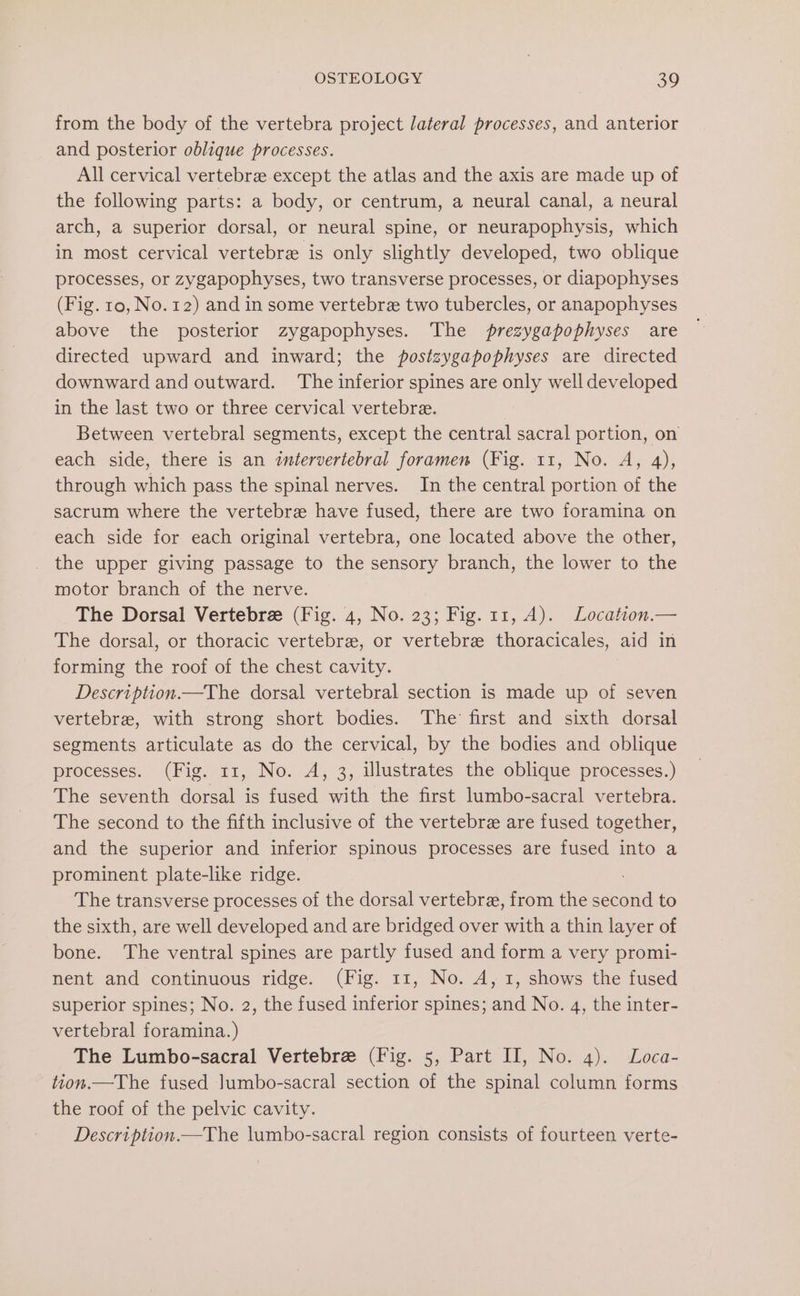 from the body of the vertebra project lateral processes, and anterior and posterior oblique processes. All cervical vertebre except the atlas and the axis are made up of the following parts: a body, or centrum, a neural canal, a neural arch, a superior dorsal, or neural spine, or neurapophysis, which in most cervical vertebre is only slightly developed, two oblique processes, or zygapophyses, two transverse processes, or diapophyses (Fig. 10, No. 12) and in some vertebre two tubercles, or anapophyses above the posterior zygapophyses. The prezygapophyses are directed upward and inward; the postzygapophyses are directed downward and outward. The inferior spines are only well developed in the last two or three cervical vertebre. 7 Between vertebral segments, except the central sacral portion, on each side, there is an intervertebral foramen (Fig. 11, No. A, 4), through which pass the spinal nerves. In the central portion of the sacrum where the vertebre have fused, there are two foramina on each side for each original vertebra, one located above the other, the upper giving passage to the sensory branch, the lower to the motor branch of the nerve. The Dorsal Vertebre (Fig. 4, No. 23; Fig. 11, A). Location.— The dorsal, or thoracic vertebra, or vertebre thoracicales, aid in forming the roof of the chest cavity. Description.—The dorsal vertebral section is made up of seven vertebrae, with strong short bodies. The first and sixth dorsal segments articulate as do the cervical, by the bodies and oblique processes. (Fig. 11, No. A, 3, illustrates the oblique processes.) The seventh dorsal is fused with the first lumbo-sacral vertebra. The second to the fifth inclusive of the vertebre are fused together, and the superior and inferior spinous processes are fused into a prominent plate-like ridge. : The transverse processes of the dorsal vertebra, from the second to the sixth, are well developed and are bridged over with a thin layer of bone. The ventral spines are partly fused and form a very promi- nent and continuous ridge. (Fig. 11, No. A, 1, shows the fused superior spines; No. 2, the fused inferior spines; and No. 4, the inter- vertebral foramina. ) The Lumbo-sacral Vertebre (Fig. 5, Part II, No. 4). Loca- tion.—The fused Jumbo-sacral section of the spinal column forms the roof of the pelvic cavity. Description.—The lumbo-sacral region consists of fourteen verte-