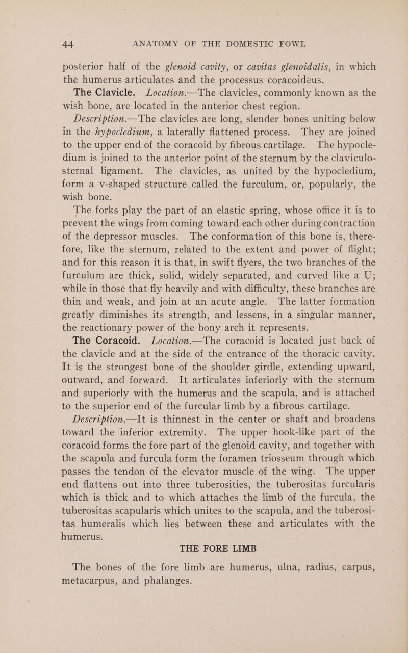 posterior half of the glenoid cavity, or cavitas glenoidalis, in which the humerus articulates and the processus coracoideus. The Clavicle. Location.—The clavicles, commonly known as the wish bone, are located in the anterior chest region. Description.—The clavicles are long, slender bones uniting below in the hypocledium, a laterally flattened process. They are joined to the upper end of the coracoid by fibrous cartilage. The hypocle- dium is joined to the anterior point of the sternum by the claviculo- sternal ligament. The clavicles, as united by the hypocledium, form a v-shaped structure called the furculum, or, popularly, the wish bone. The forks play the part of an elastic spring, whose office it is to prevent the wings from coming toward each other during contraction of the depressor muscles. The conformation of this bone is, there- fore, like the sternum, related to the extent and power of flight; and for this reason it is that, in swift flyers, the two branches of the furculum are thick, solid, widely separated, and curved like a U; while in those that fly heavily and with difficulty, these branches are thin and weak, and join at an acute angle. The latter formation greatly diminishes its strength, and lessens, in a singular manner, the reactionary power of the bony arch it represents. The Coracoid. Location.—The coracoid is located just back of the clavicle and at the side of the entrance of the thoracic cavity. It is the strongest bone of the shoulder girdle, extending upward, outward, and forward. It articulates inferiorly with the sternum and superiorly with the humerus and the scapula, and is attached to the superior end of the furcular limb by a fibrous cartilage. Description.—It is thinnest in the center or shaft and broadens toward the inferior extremity. The upper hook-like part of the coracoid forms the fore part of the glenoid cavity, and together with the scapula and furcula form the foramen triosseum through which passes the tendon of the elevator muscle of the wing. The upper end flattens out into three tuberosities, the tuberositas furcularis which is thick and to which attaches the limb of the furcula, the tuberositas scapularis which unites to the scapula, and the tuberosi- tas humeralis which lies between these and articulates with the humerus. THE FORE LIMB The bones of the fore limb are humerus, ulna, radius, carpus, metacarpus, and phalanges.