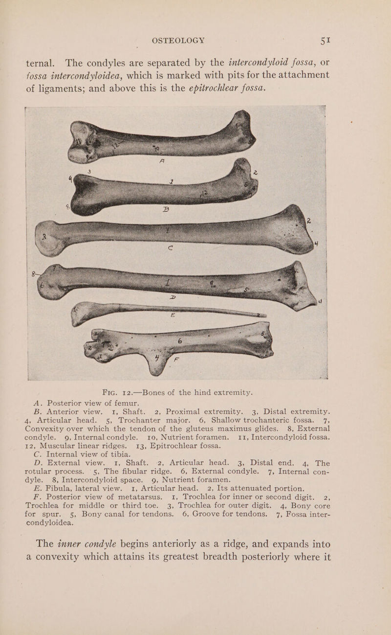 ternal. The condyles are separated by the iniercondyloid fossa, or fossa intercondyloidea, which is marked with pits for the attachment of ligaments; and above this is the epztrochlear fossa. Fic. 12.—Bones of the hind extremity. A. Posterior view of femur. B. Anterior view. 1, Shaft. 2, Proximal extremity. 3, Distal extremity. 4, Articular head. 5, Trochanter major. 6, Shallow trochanteric fossa. 7, Convexity over which the tendon of the gluteus maximus glides. 8, External condyle. 9,Internalcondyle. 10, Nutrient foramen. 11, Intercondyloid fossa. 12, Muscular linear ridges. 13, Epitrochlear fossa. C. Internal view of tibia. D. External view. 1, Shaft. -2, Articular head. 3, Distal end. 4, The rotular process. 5, The fibular ridge. 6, External condyle. 7, Internal con- dyle. 8, Intercondyloid space. 9, Nutrient foramen. E. Fibula, lateral view. 1, Articular head. 2, Its attenuated portion. F. Posterior view of metatarsus. 1, Trochlea for inner or second digit. 2, Trochlea for middle or third toe. 3, Trochlea for outer digit. 4, Bony core for spur. 5, Bony canal for tendons. 6, Groove for tendons. 7, Fossa inter- condyloidea. The inner condyle begins anteriorly as a ridge, and expands into a convexity which attains its greatest breadth posteriorly where it