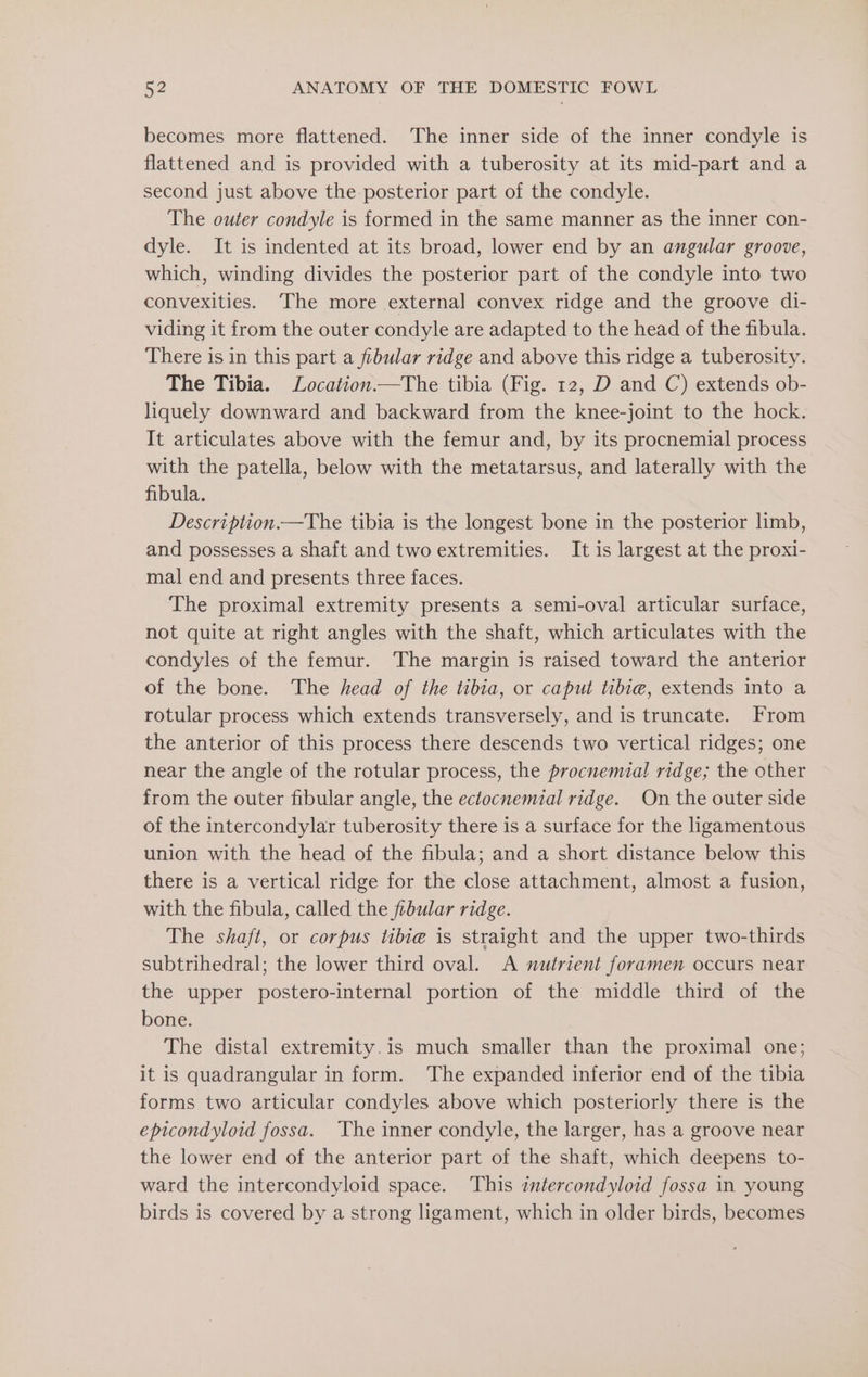 becomes more flattened. ‘The inner side of the inner condyle is flattened and is provided with a tuberosity at its mid-part and a second just above the posterior part of the condyle. The outer condyle is formed in the same manner as the inner con- dyle. It is indented at its broad, lower end by an angular groove, which, winding divides the posterior part of the condyle into two convexities. The more external convex ridge and the groove di- viding it from the outer condyle are adapted to the head of the fibula. There is in this part a fibular ridge and above this ridge a tuberosity. The Tibia. Location.—The tibia (Fig. 12, D and C) extends ob- liquely downward and backward from the knee-joint to the hock. It articulates above with the femur and, by its procnemial process with the patella, below with the metatarsus, and laterally with the fibula. Description.—The tibia is the longest bone in the posterior limb, and possesses a shaft and two extremities. It is largest at the proxi- mal end and presents three faces. The proximal extremity presents a semi-oval articular surface, not quite at right angles with the shaft, which articulates with the condyles of the femur. The margin is raised toward the anterior of the bone. The head of the tibia, or caput tibia, extends into a rotular process which extends transversely, and is truncate. From the anterior of this process there descends two vertical ridges; one near the angle of the rotular process, the procnemial ridge; the other from the outer fibular angle, the ectocnemial ridge. On the outer side of the intercondylar tuberosity there is a surface for the ligamentous union with the head of the fibula; and a short distance below this there is a vertical ridge for the close attachment, almost a fusion, with the fibula, called the fibular ridge. The shaft, or corpus tibie is straight and the upper two-thirds subtrihedral; the lower third oval. &lt;A nutrient foramen occurs near the upper postero-internal portion of the middle third of the bone. The distal extremity.is much smaller than the proximal one; it is quadrangular in form. The expanded inferior end of the tibia forms two articular condyles above which posteriorly there is the epicondyloid fossa. The inner condyle, the larger, has a groove near the lower end of the anterior part of the shaft, which deepens to- ward the intercondyloid space. This zmtercondyloid fossa in young birds is covered by a strong ligament, which in older birds, becomes